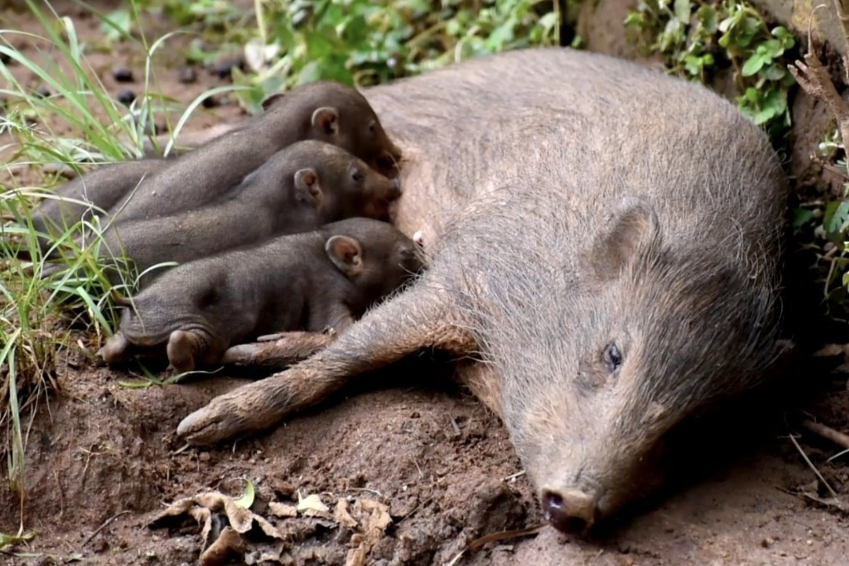 Pygmy Hog