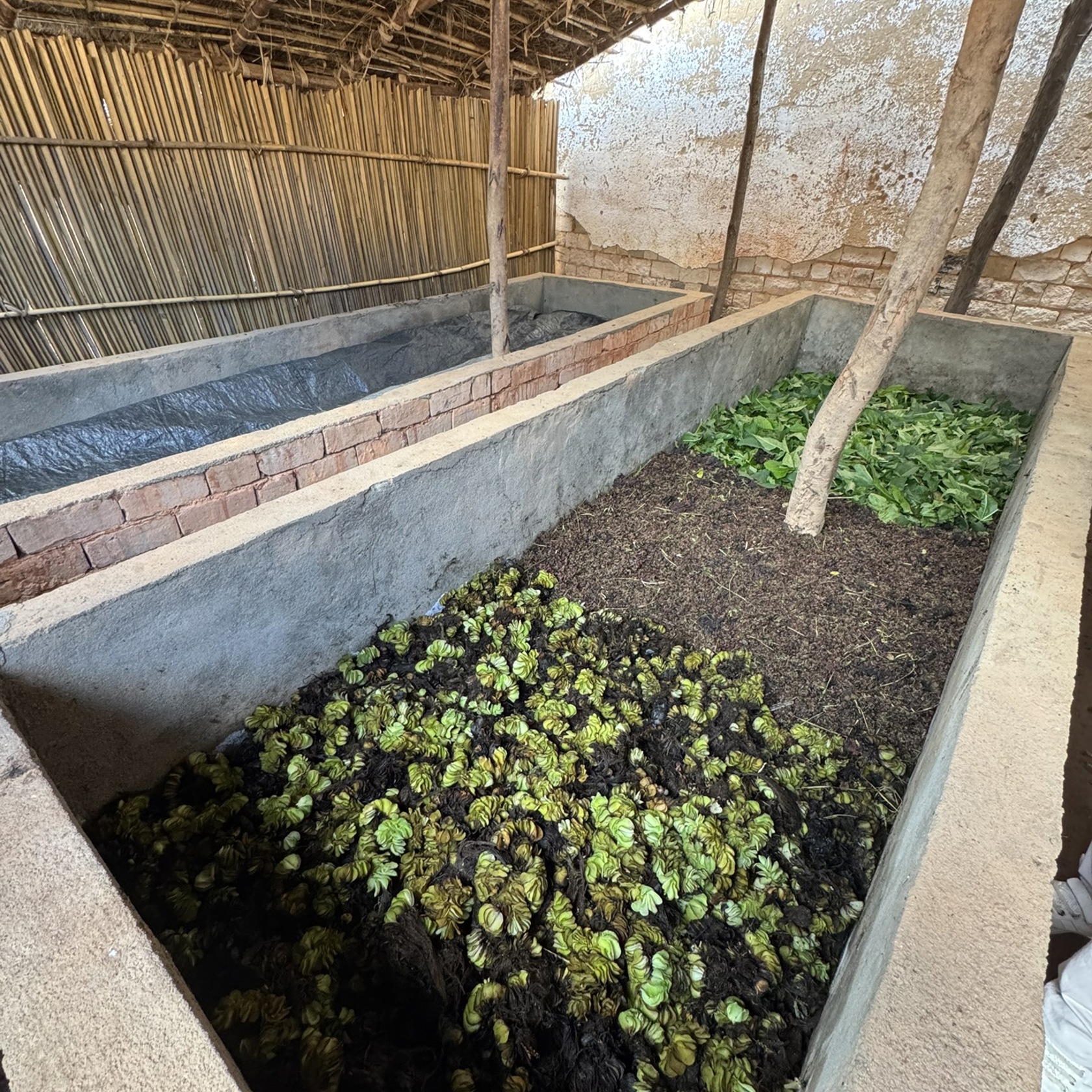 Alaotra Composting Invasives 17 59 0