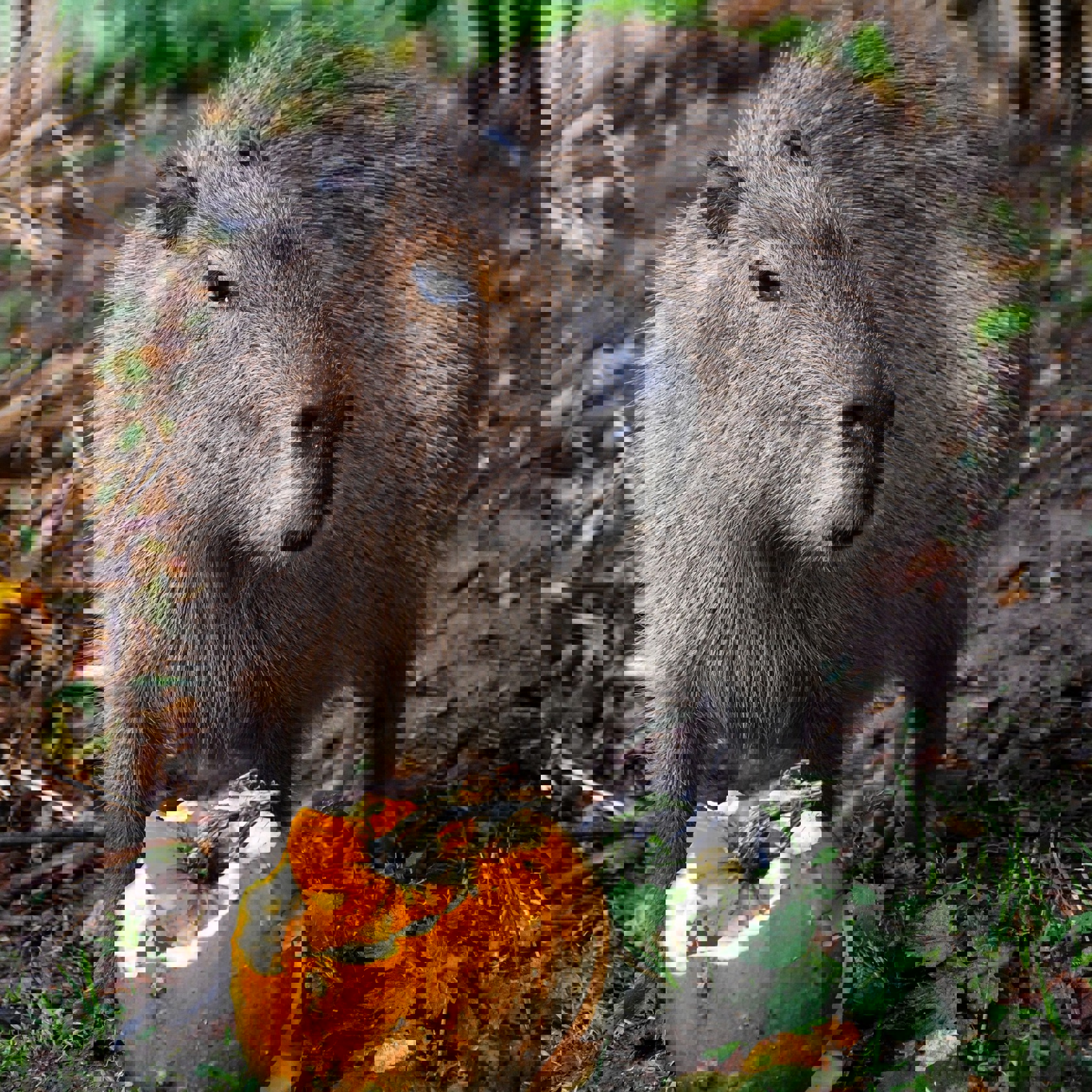 Capy