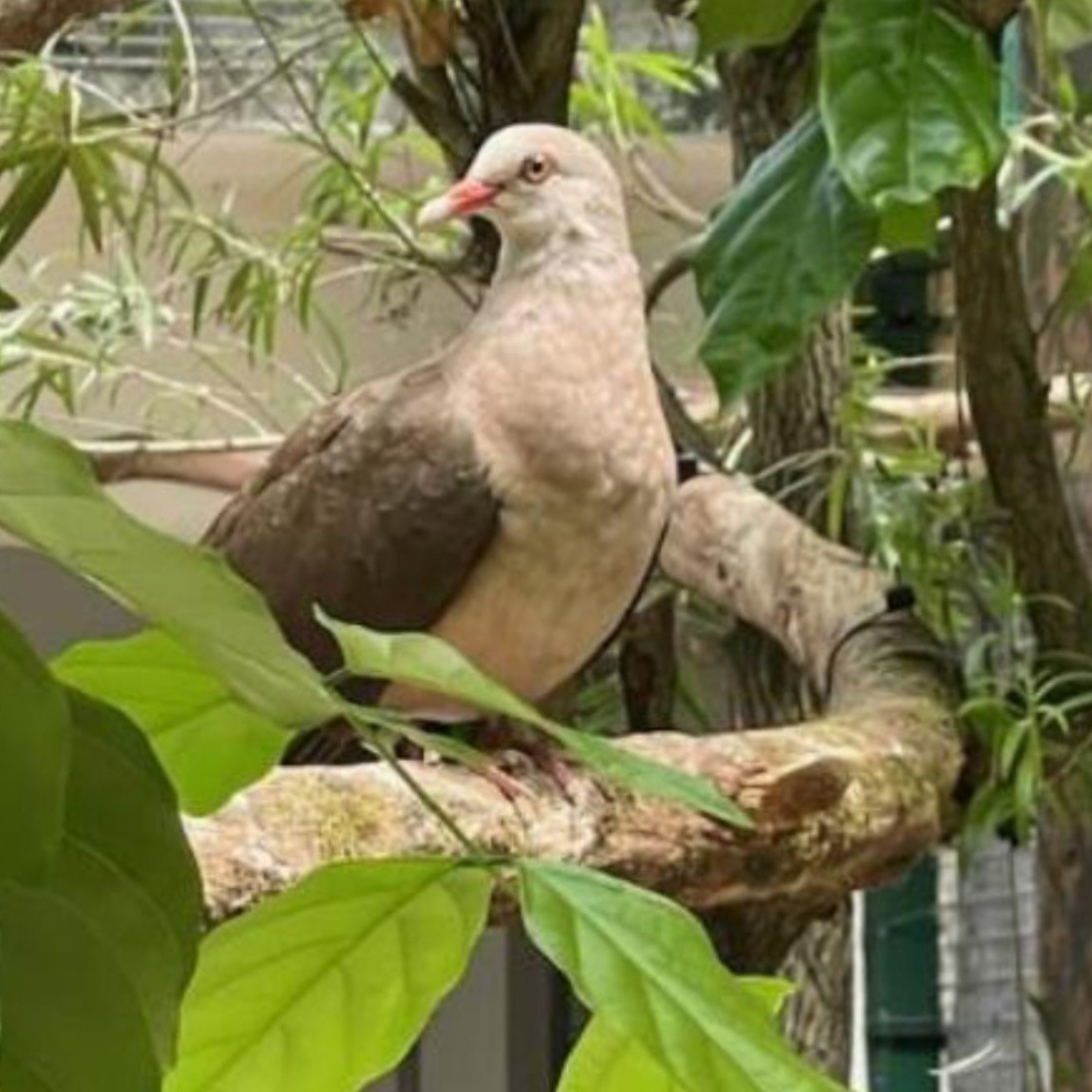Pigeon At Gerald Durrell Endemic Wildlife Sanctuary (GDEWS)
