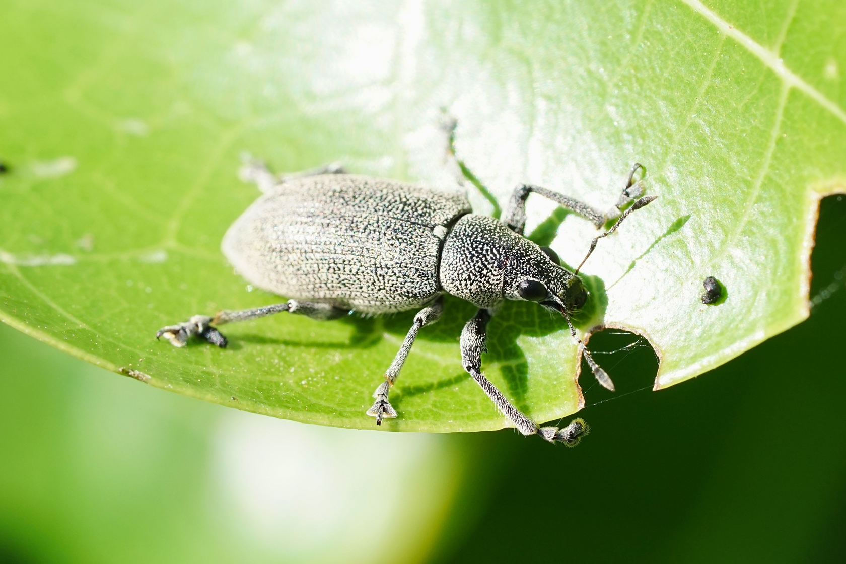 Cratopus1