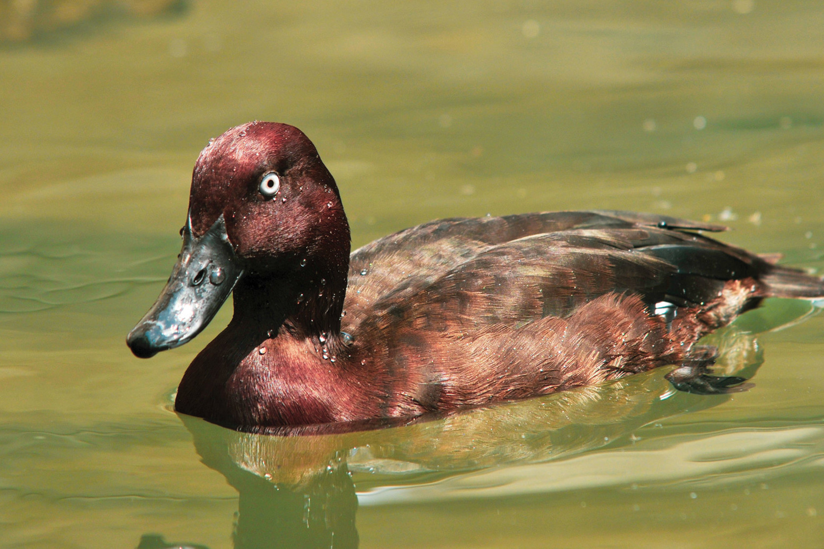 Pochard Wild Life 2020 Vol1 2010 Gerado Garcia 09