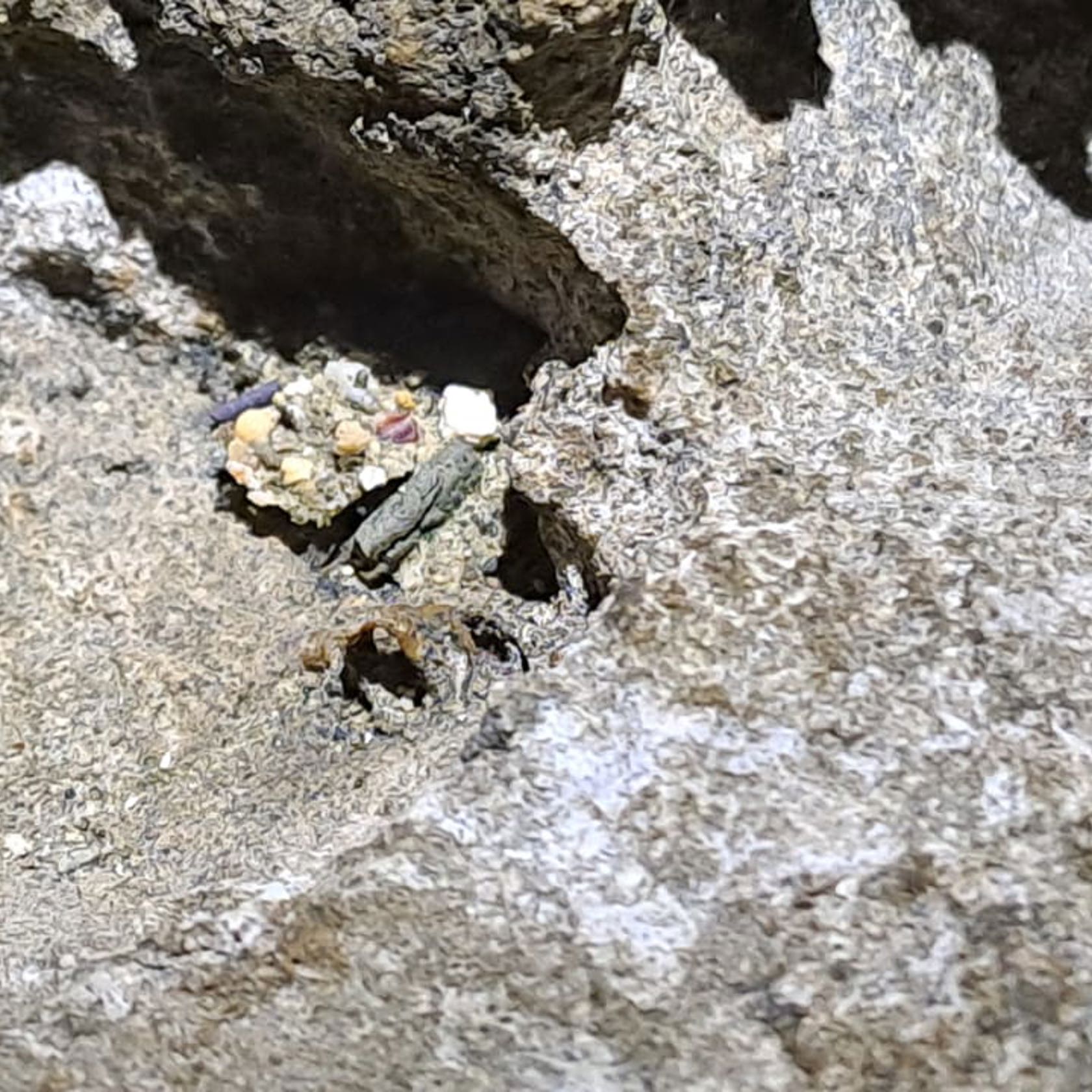 Trapdoor Spider 01