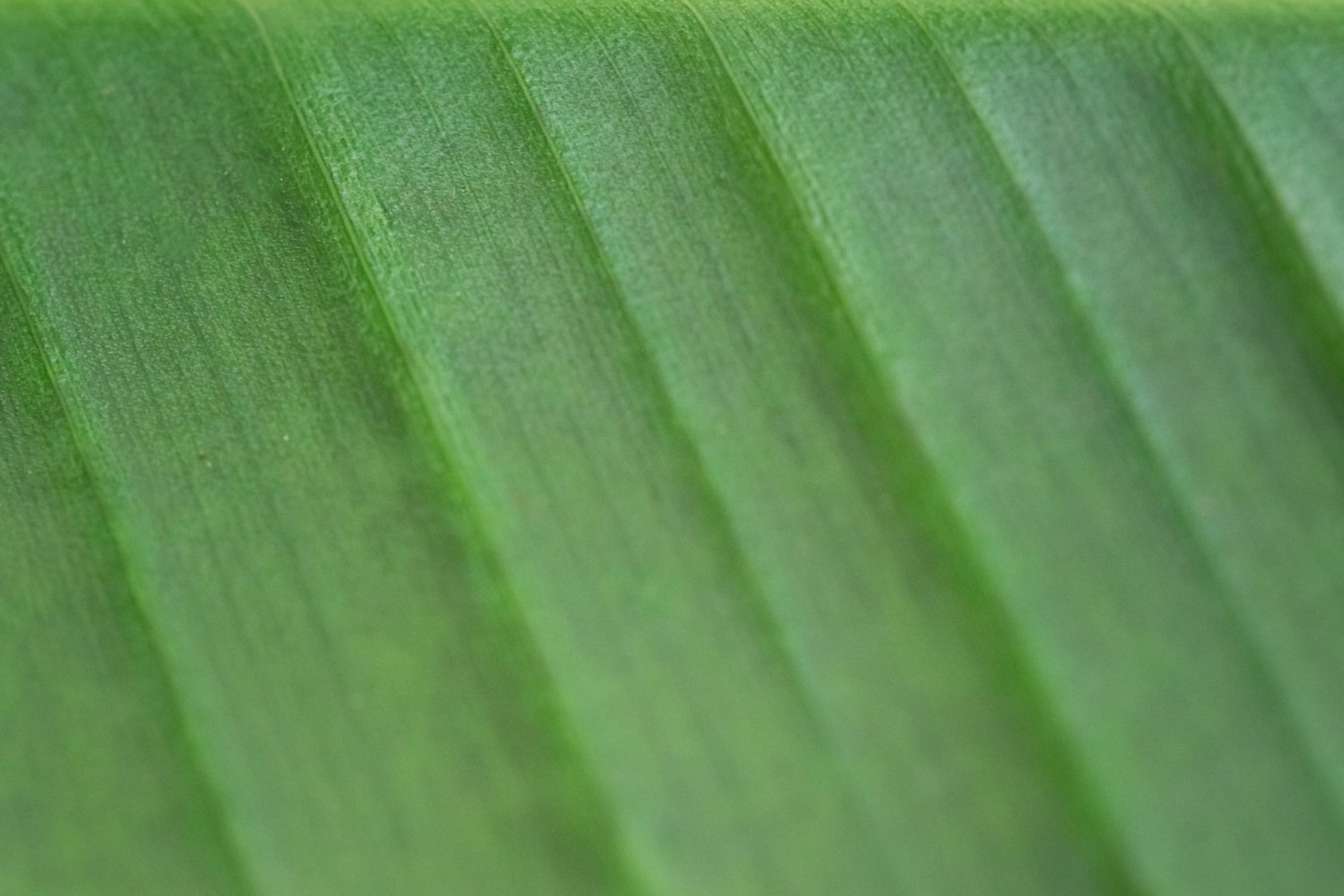 Zoo Flora 2021 06