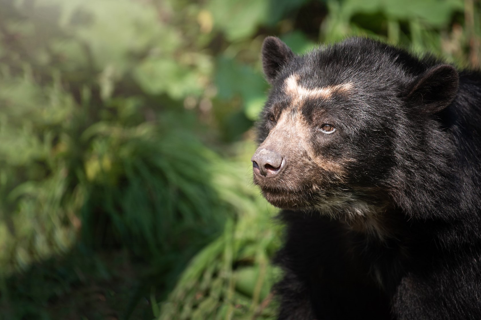 Spectacled Bear 2020 03