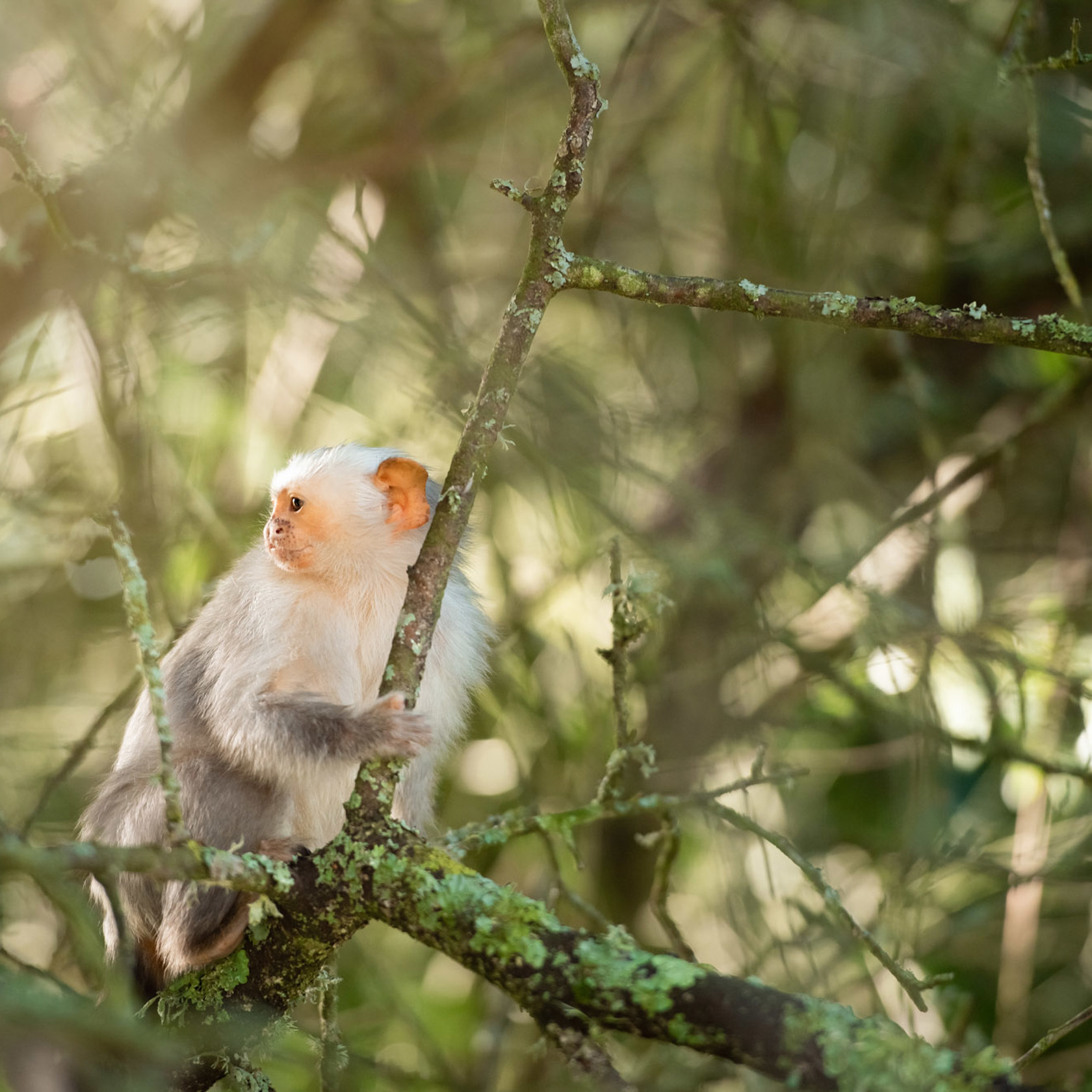 Silvery Marmoset 2021 04