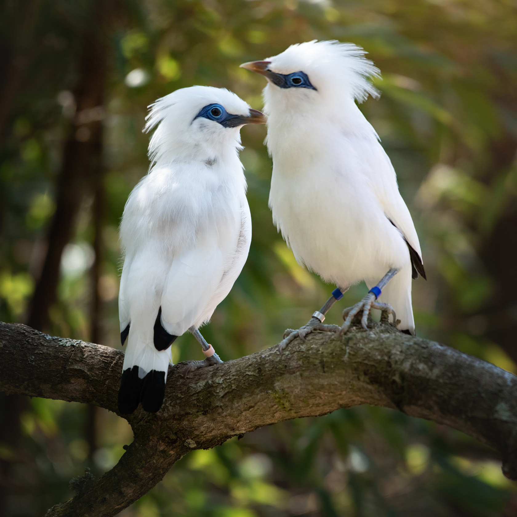 Bali Starling 2021 06