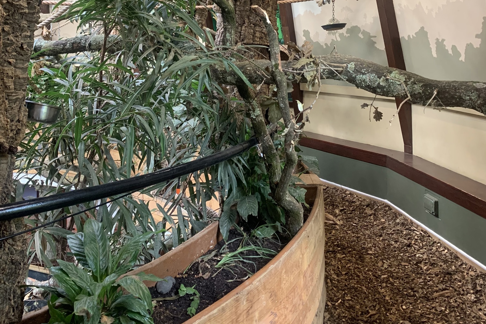Sloth Bark