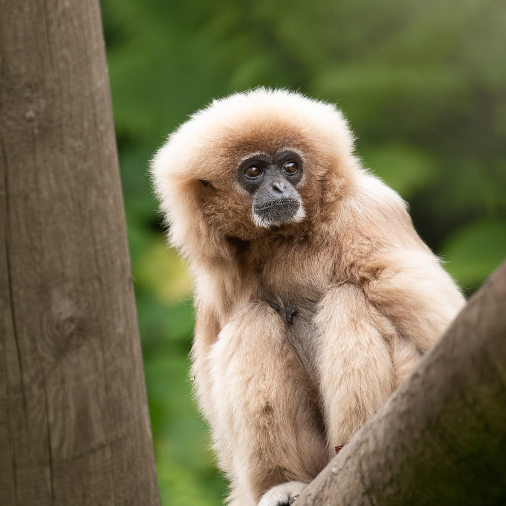 A white-handed gibbon perched on a log at Jersey Zoo