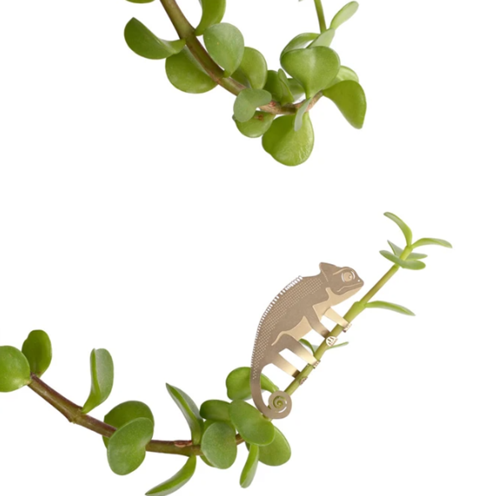 Chameleon Plant Animal