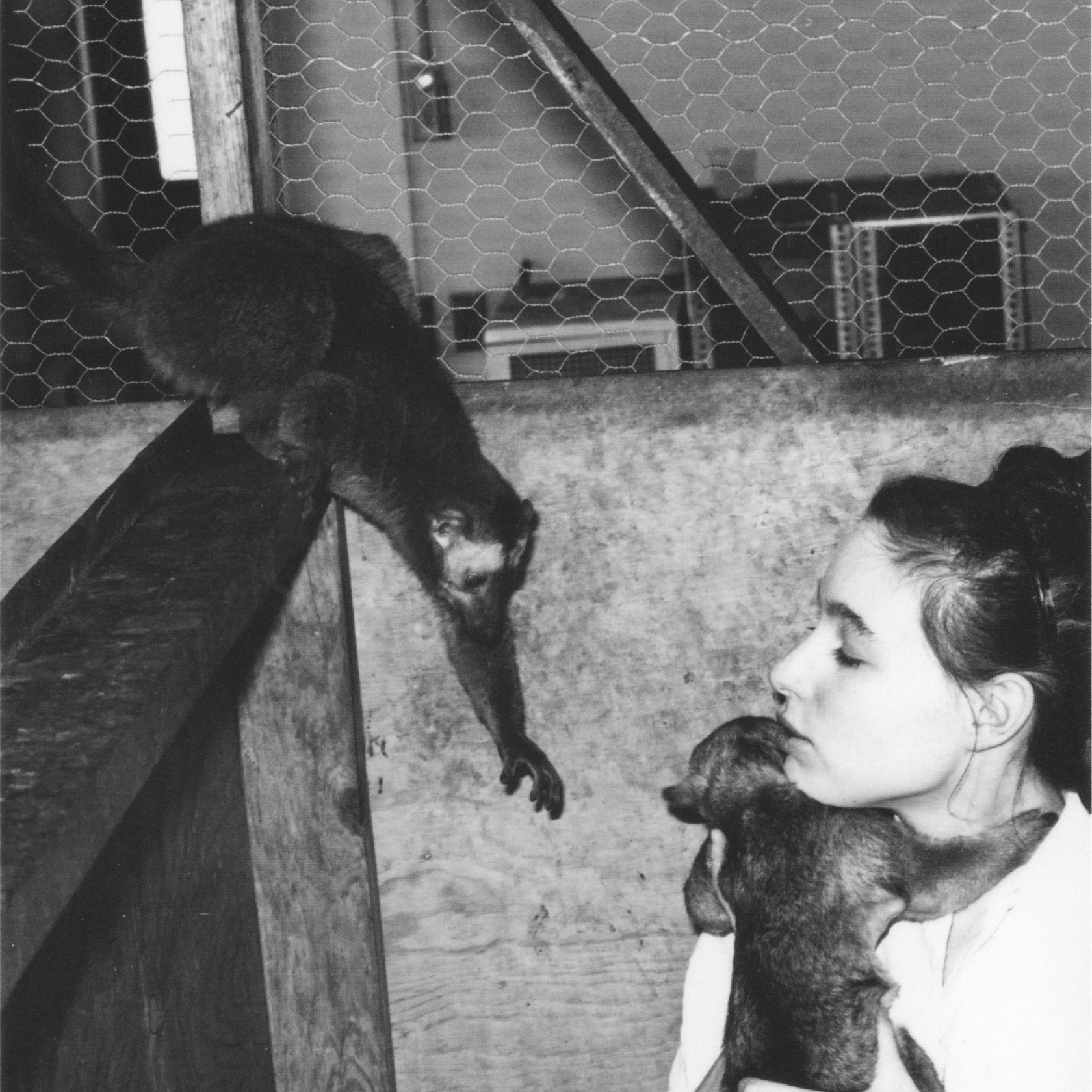 2.7 Alison Kinkajoo And Lemur Yale