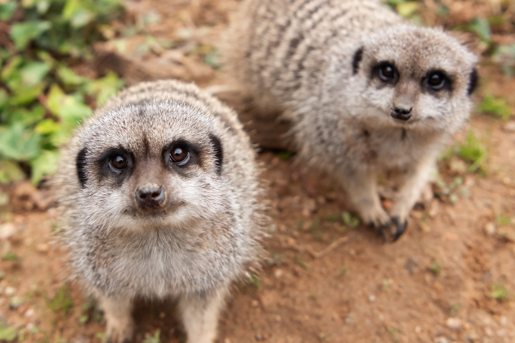 Slender Tailed Meerkat 2021 09