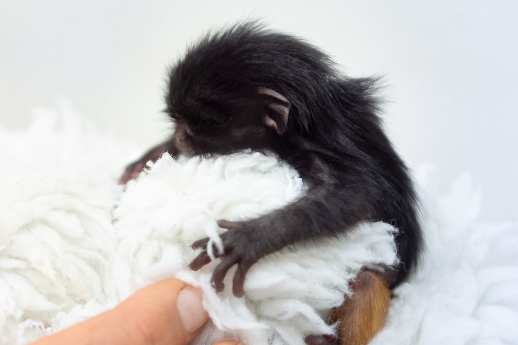 Baby black lion tamarain nestles in a soft blanket