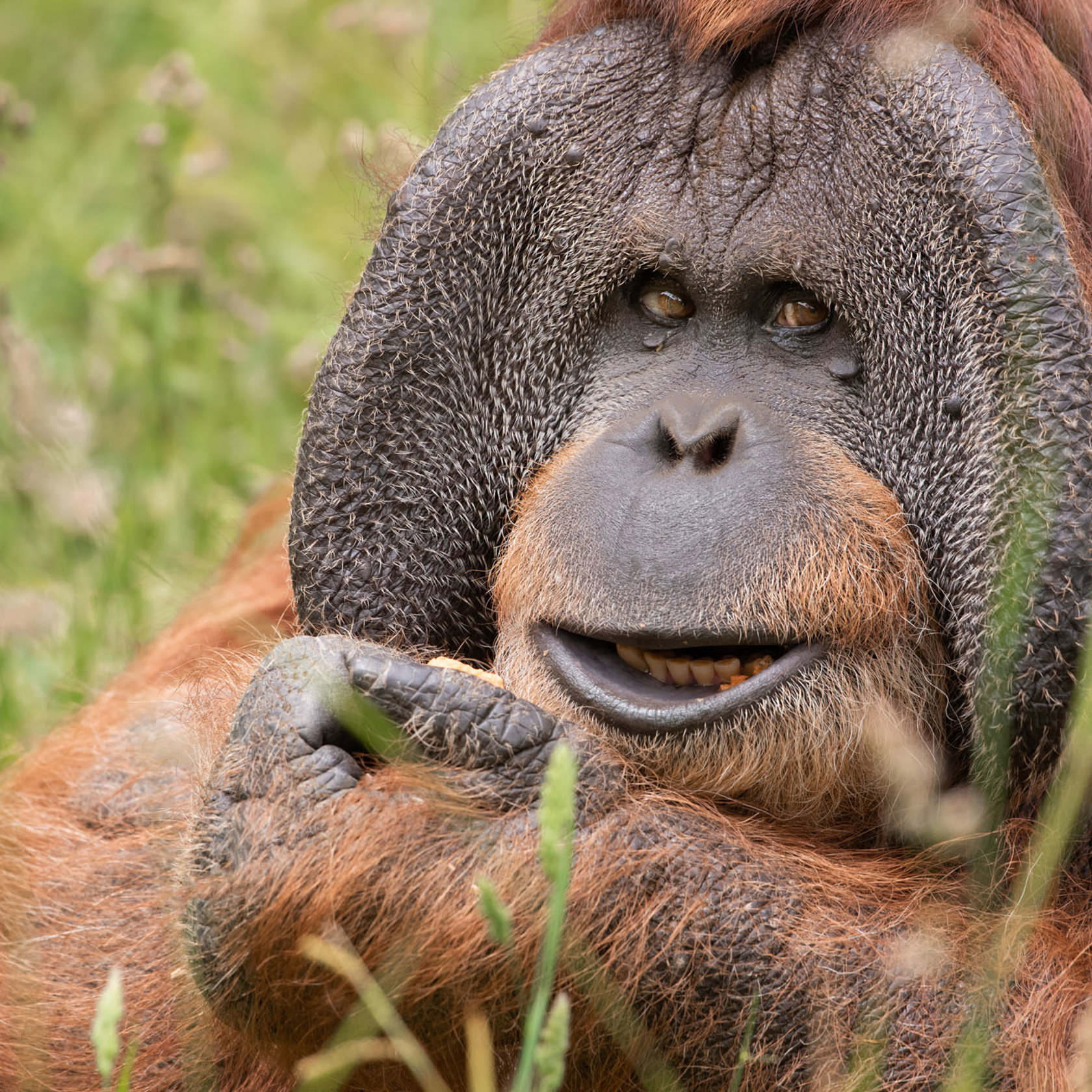 Sumatran Orangutan Dagu at Jersey Zoo