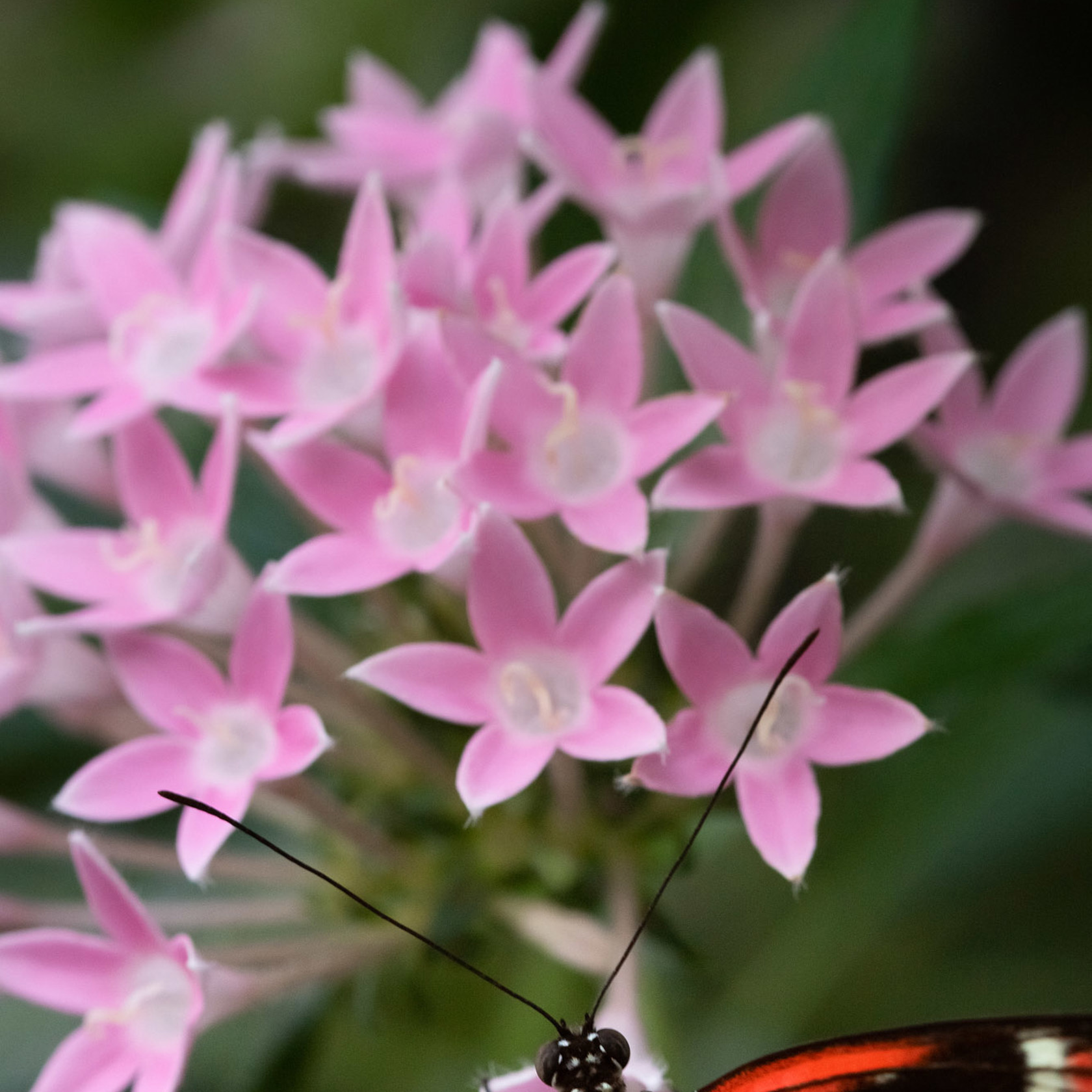 Zoo Flora 2021 11