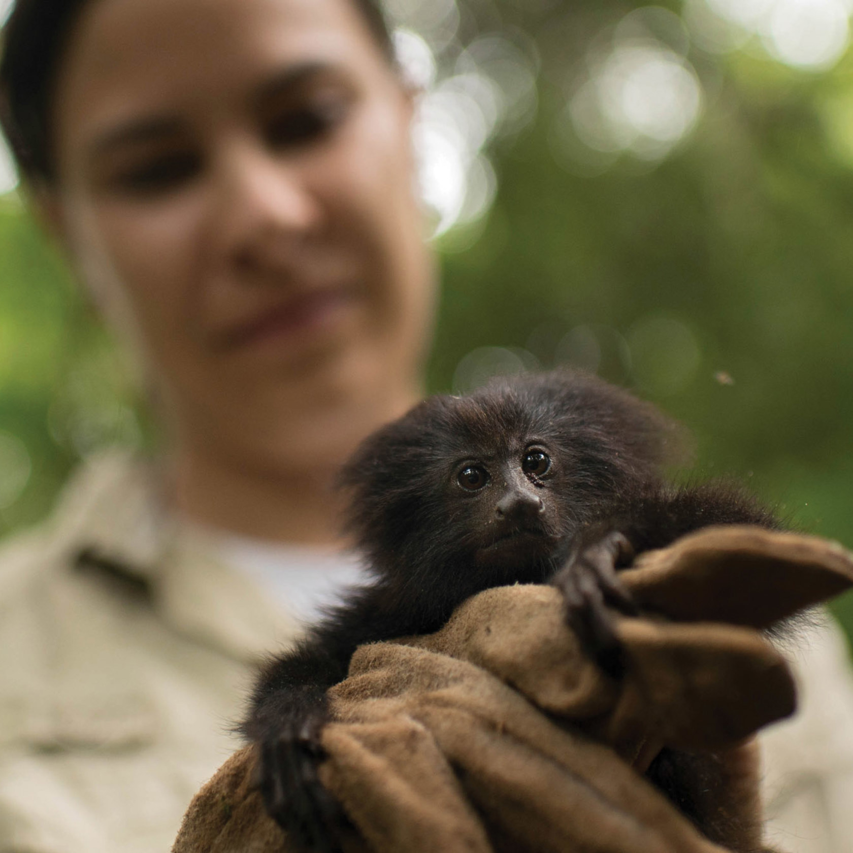 Durrell team member holds a black lion tamarin