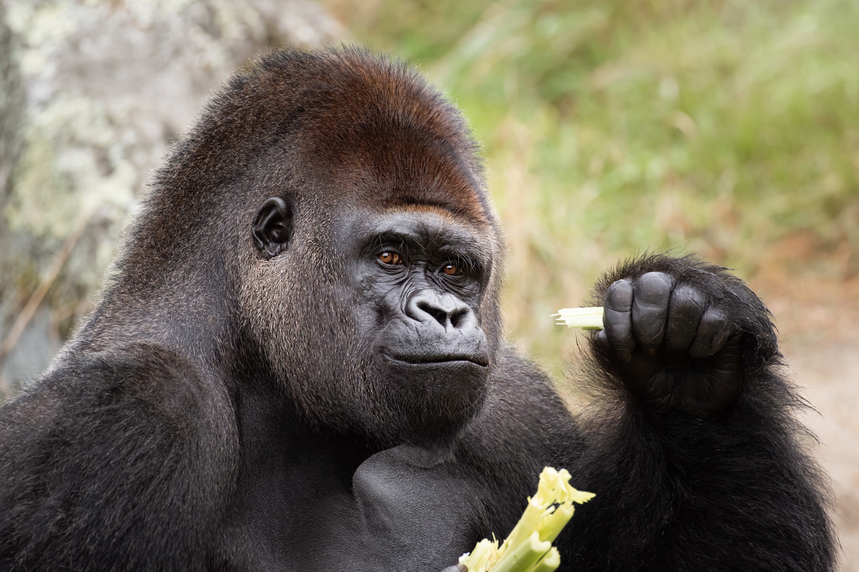 Western Gorilla 2020 21