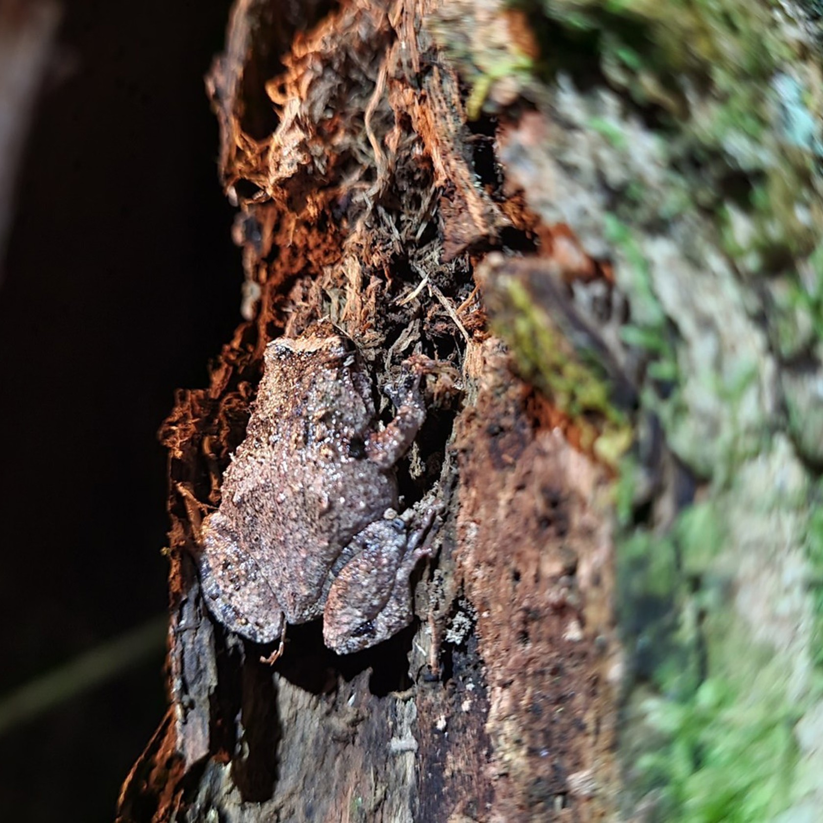 Frog 1 Gravid Female Of A Vallani