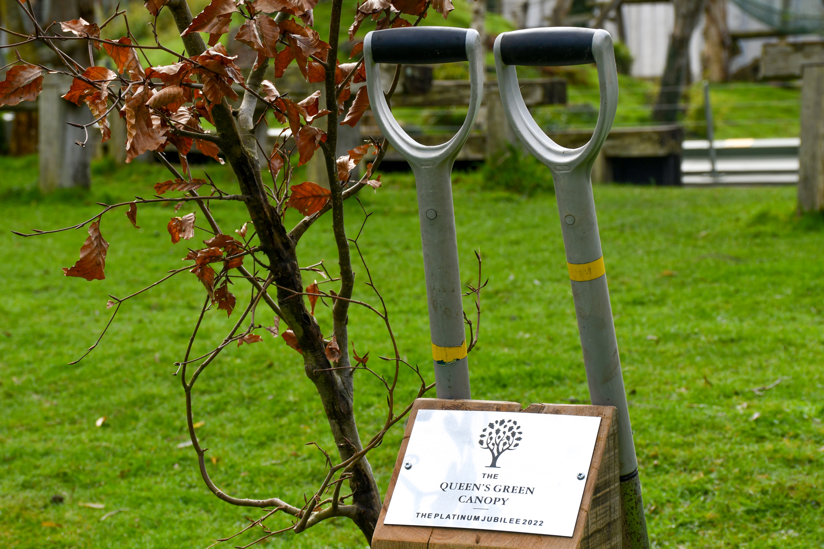 Queen'scanopytreeplanting1