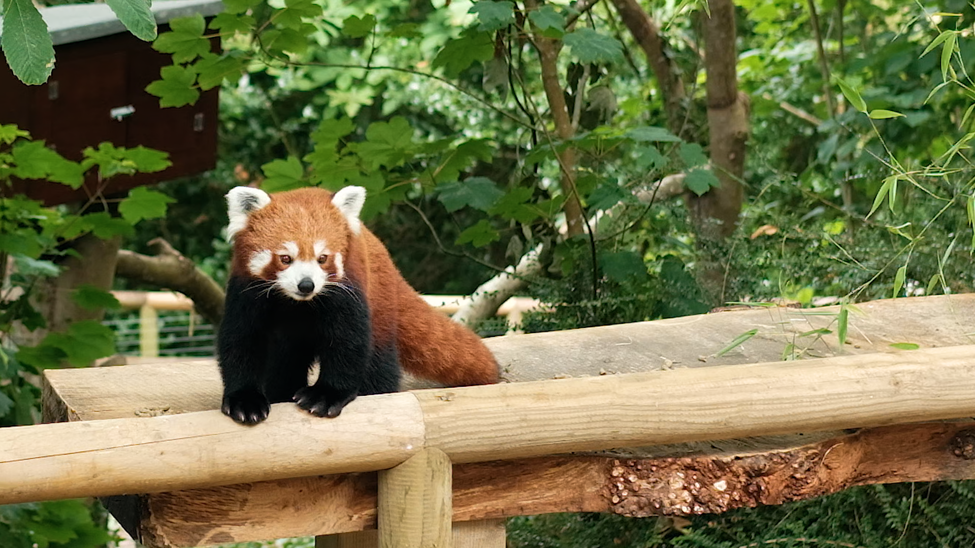 Red Panda Still 4