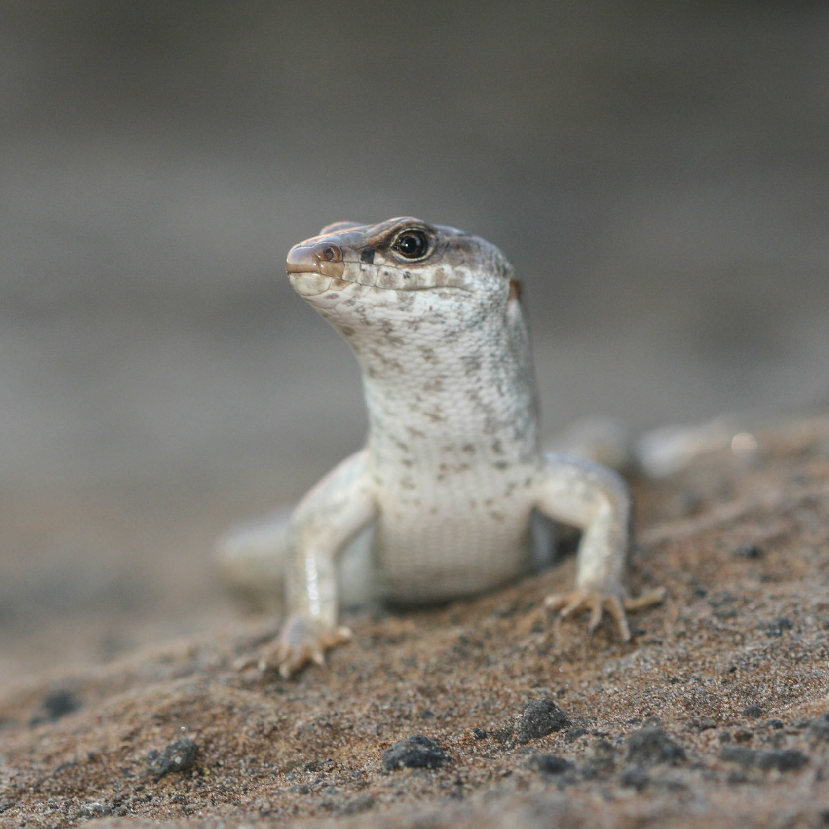 Telfair's Skink Round Island (2), N. Cole