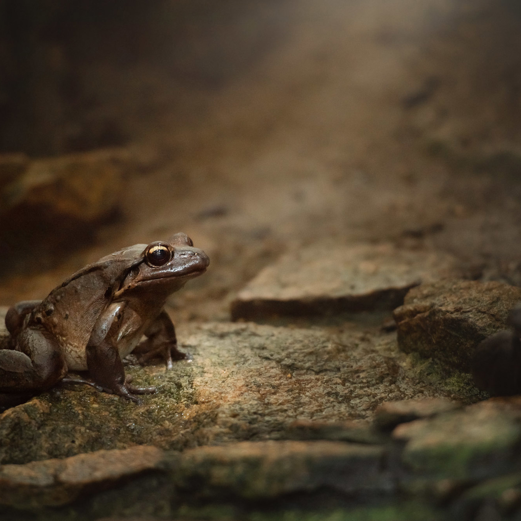 Mountain chicken frog at Jersey Zoo