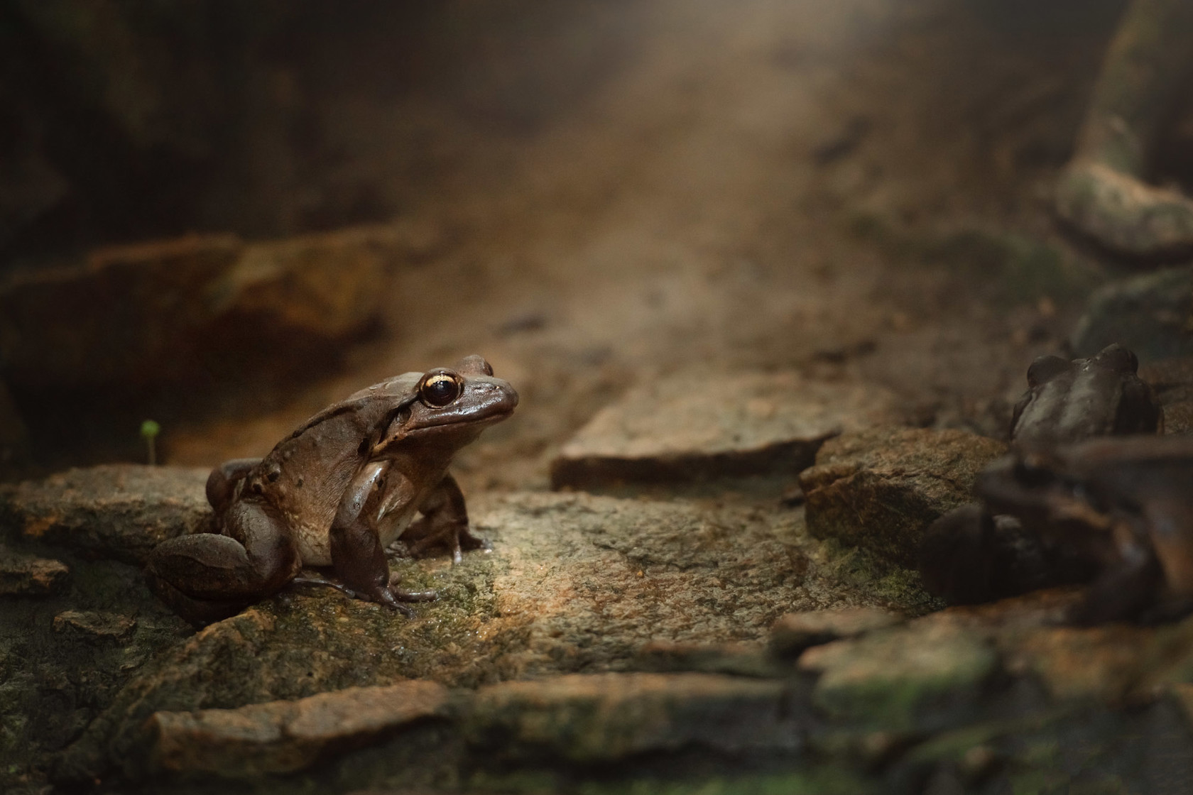 Mountain chicken frog at Jersey Zoo