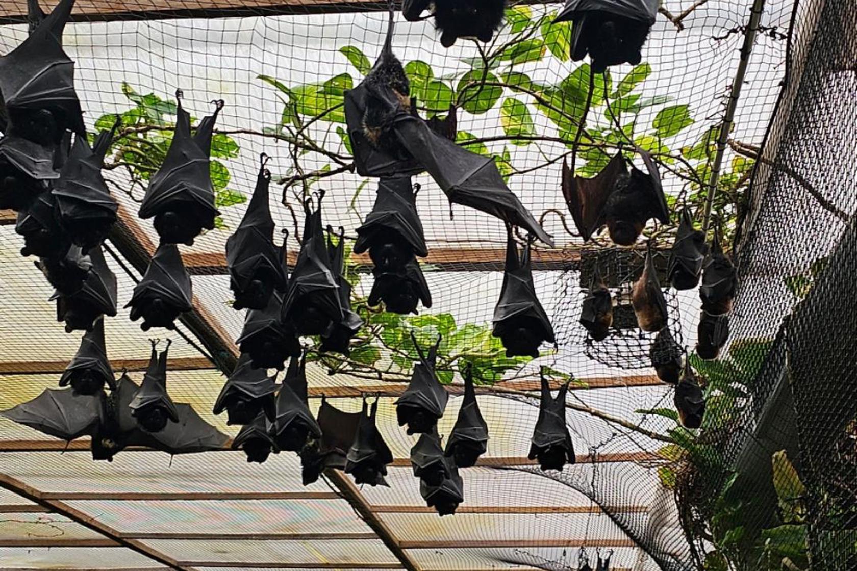 Bats 1