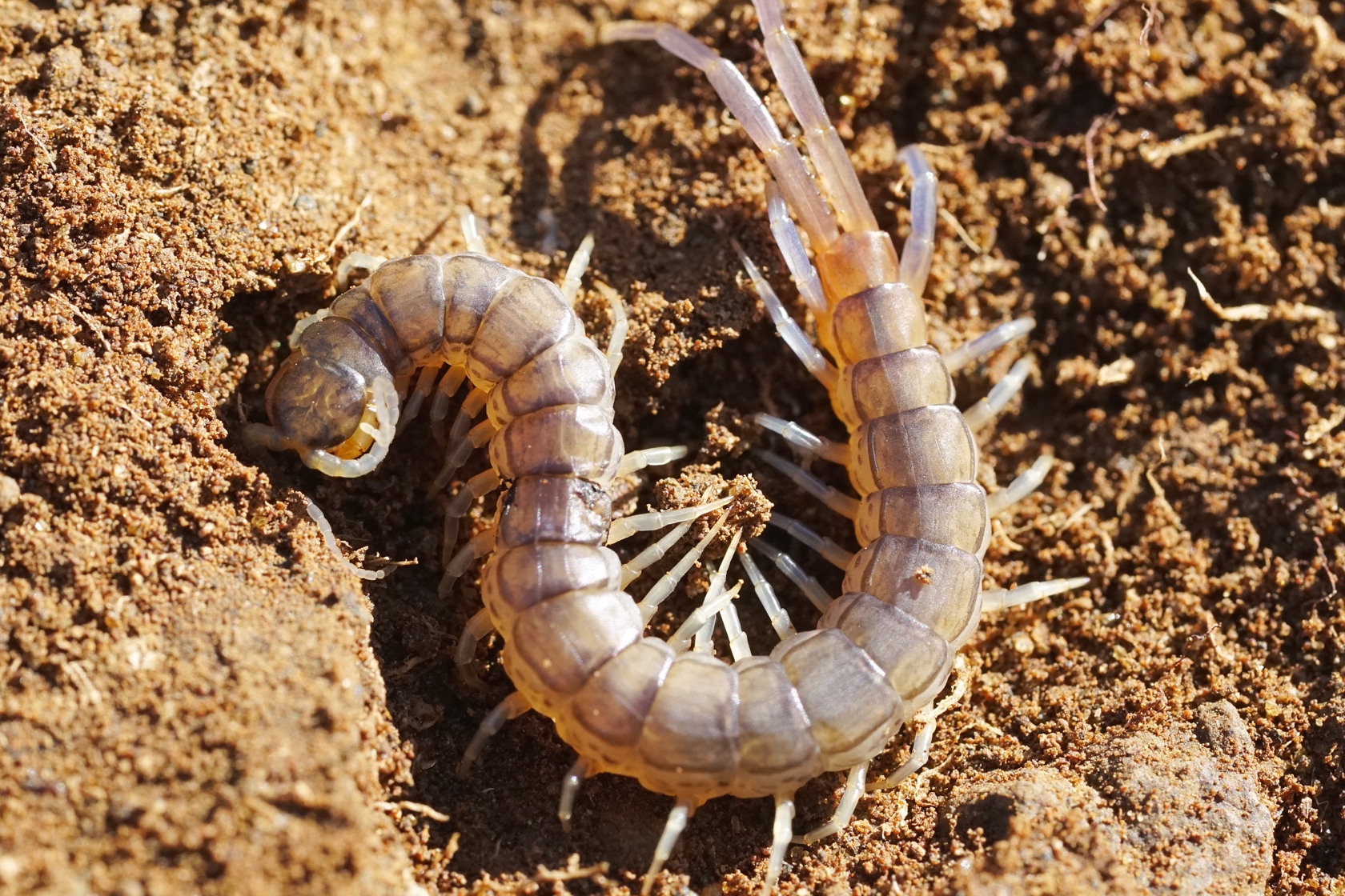 Scolopendra1