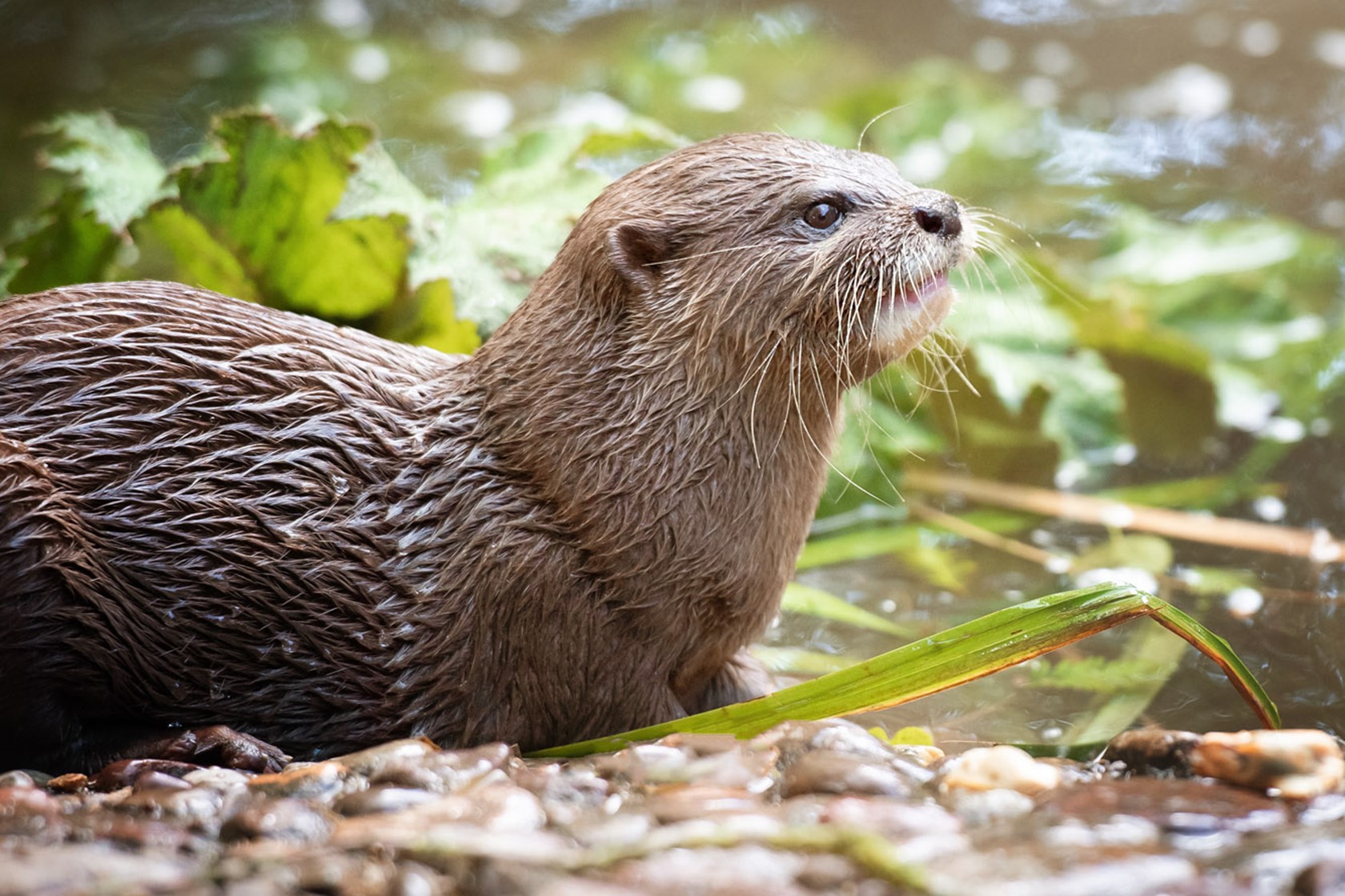 Asian Small Clawed Otter at Jersey Zoo