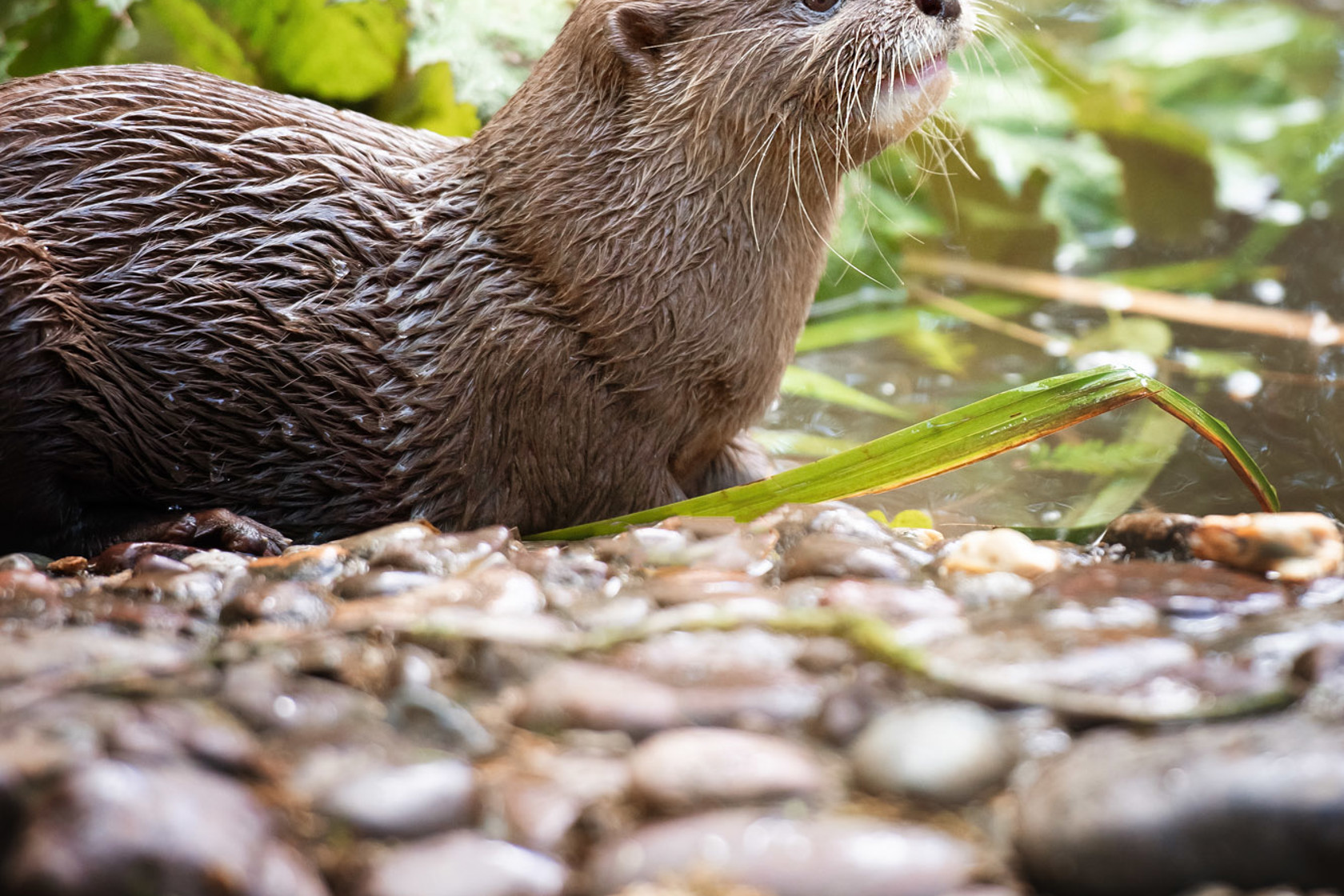 Asian Small Clawed Otter at Jersey Zoo