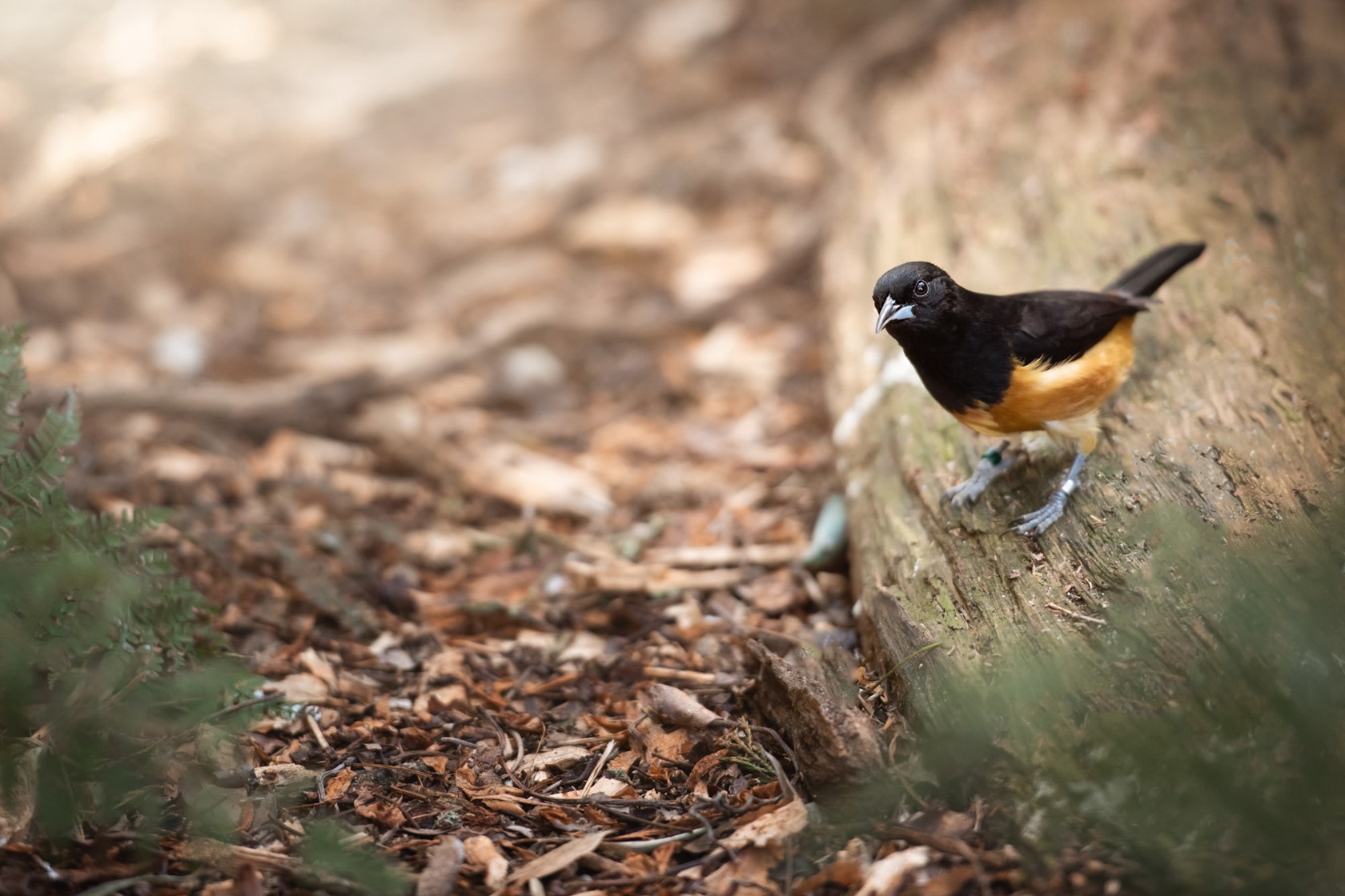 Montserrat Oriole perched on a log at Jersey Zoo