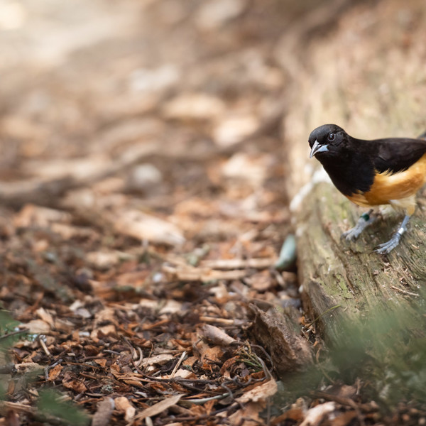 Durrell's conservation work in Jersey | Durrell