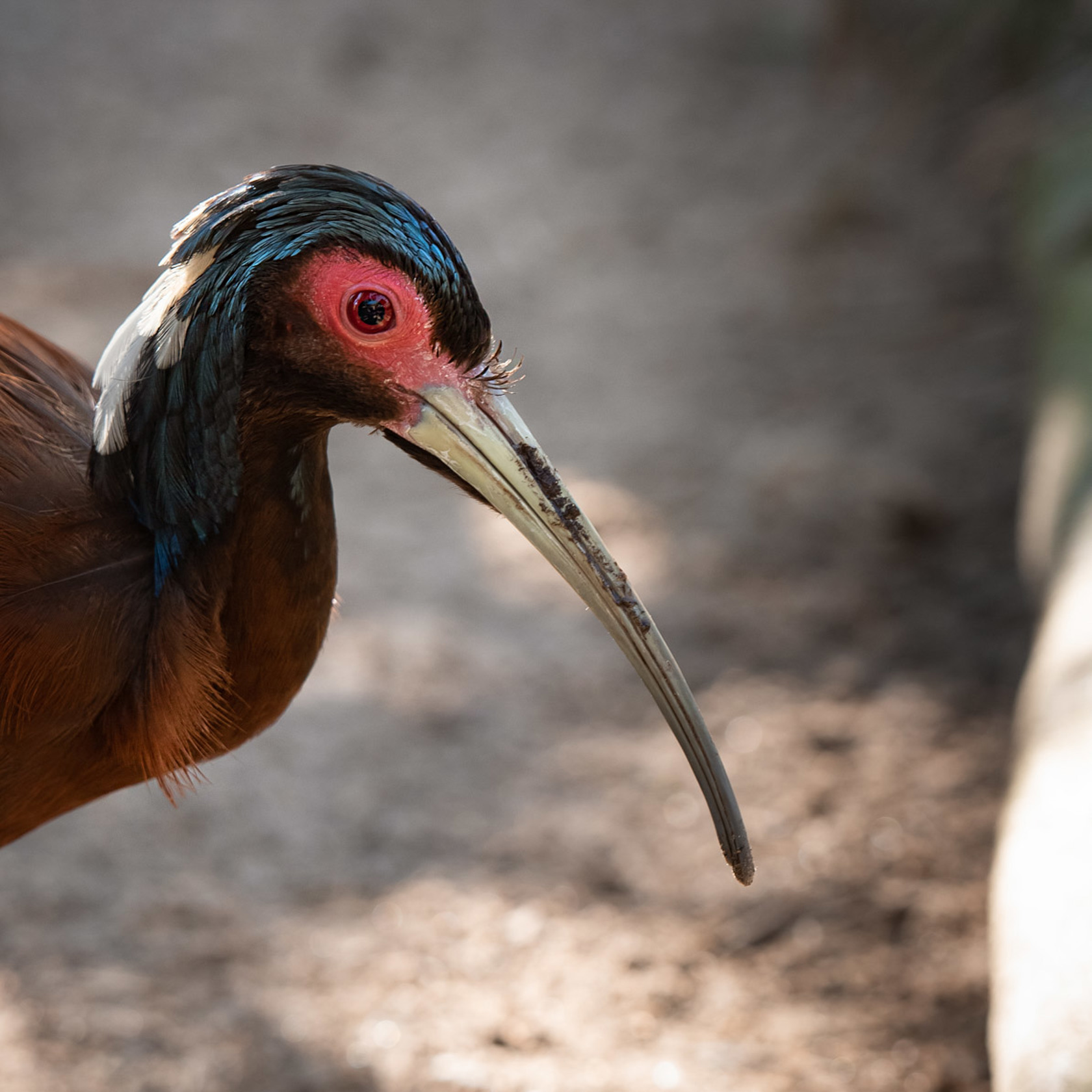 Madagascar Crested Ibis 2021 07