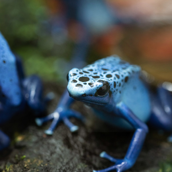 Jersey Zoo Admissions & Ticket Prices | Durrell