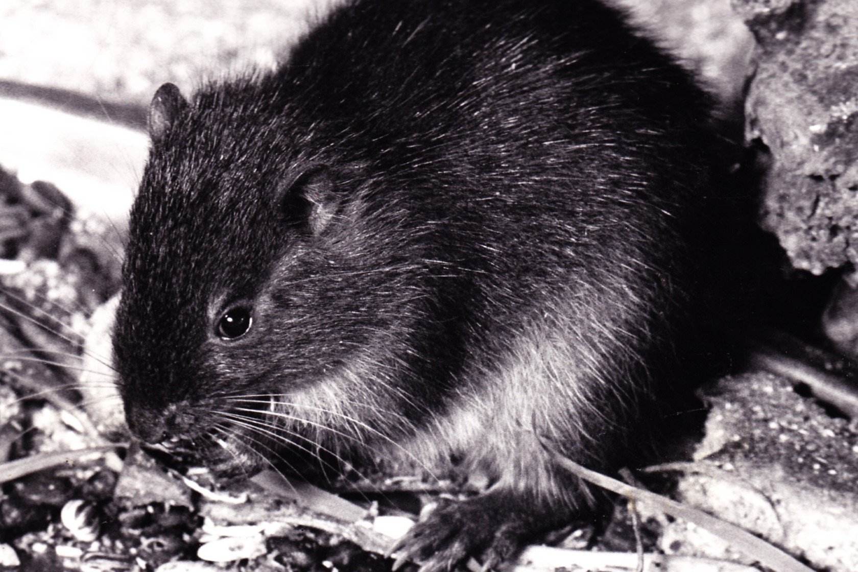 JAMAICAN HUTIA 0005