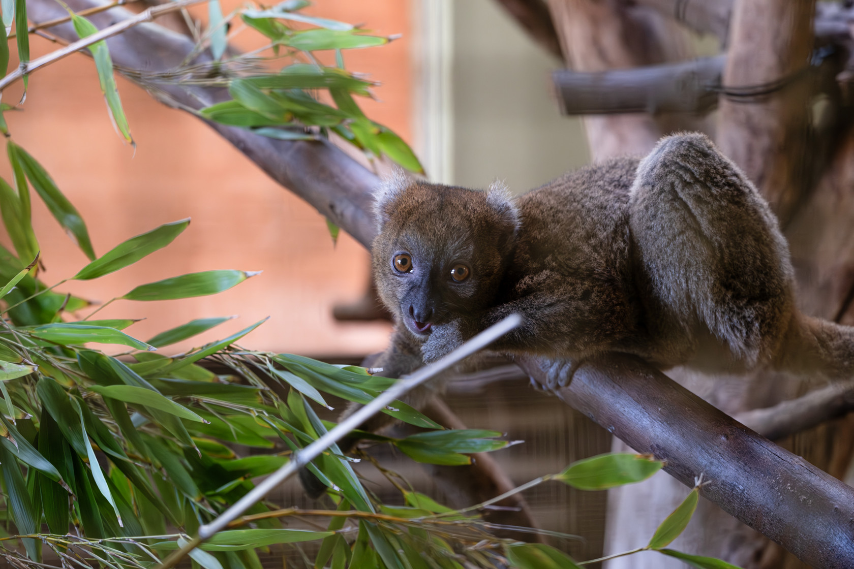 Greater Bamboo Lemurs 2
