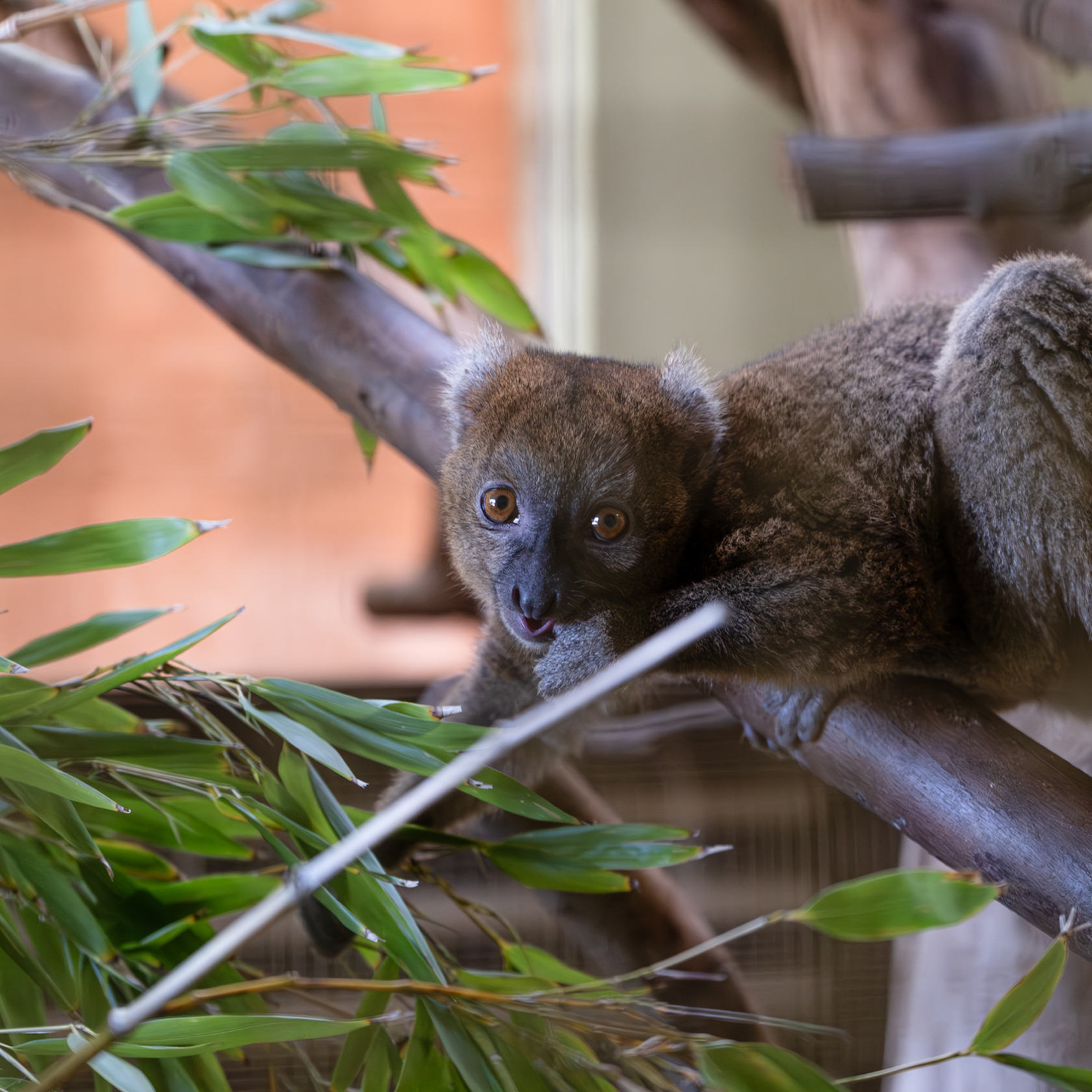 Greater Bamboo Lemurs 2