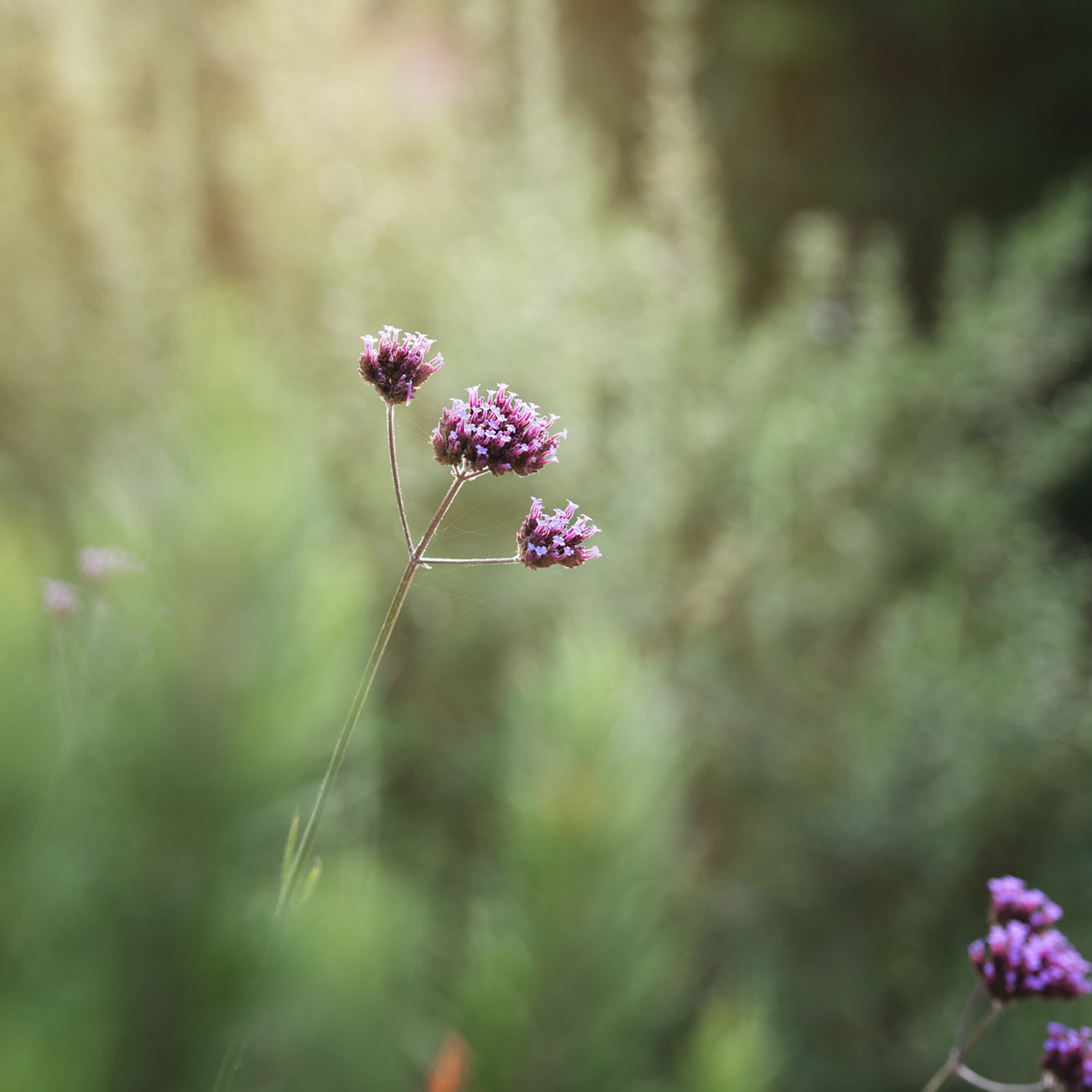 Purple flora at Jersey Zoo