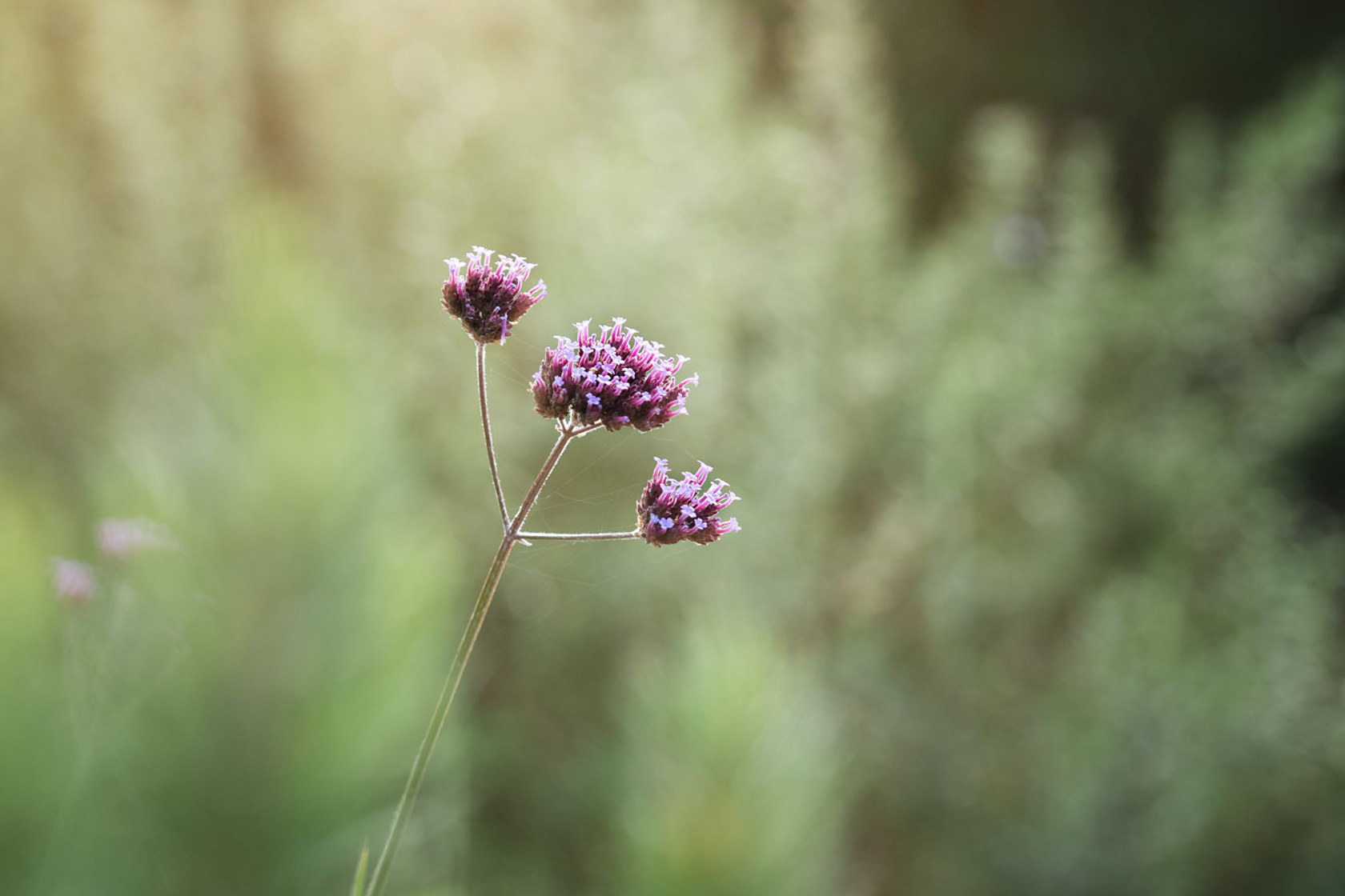 Zoo Flora 2021 17