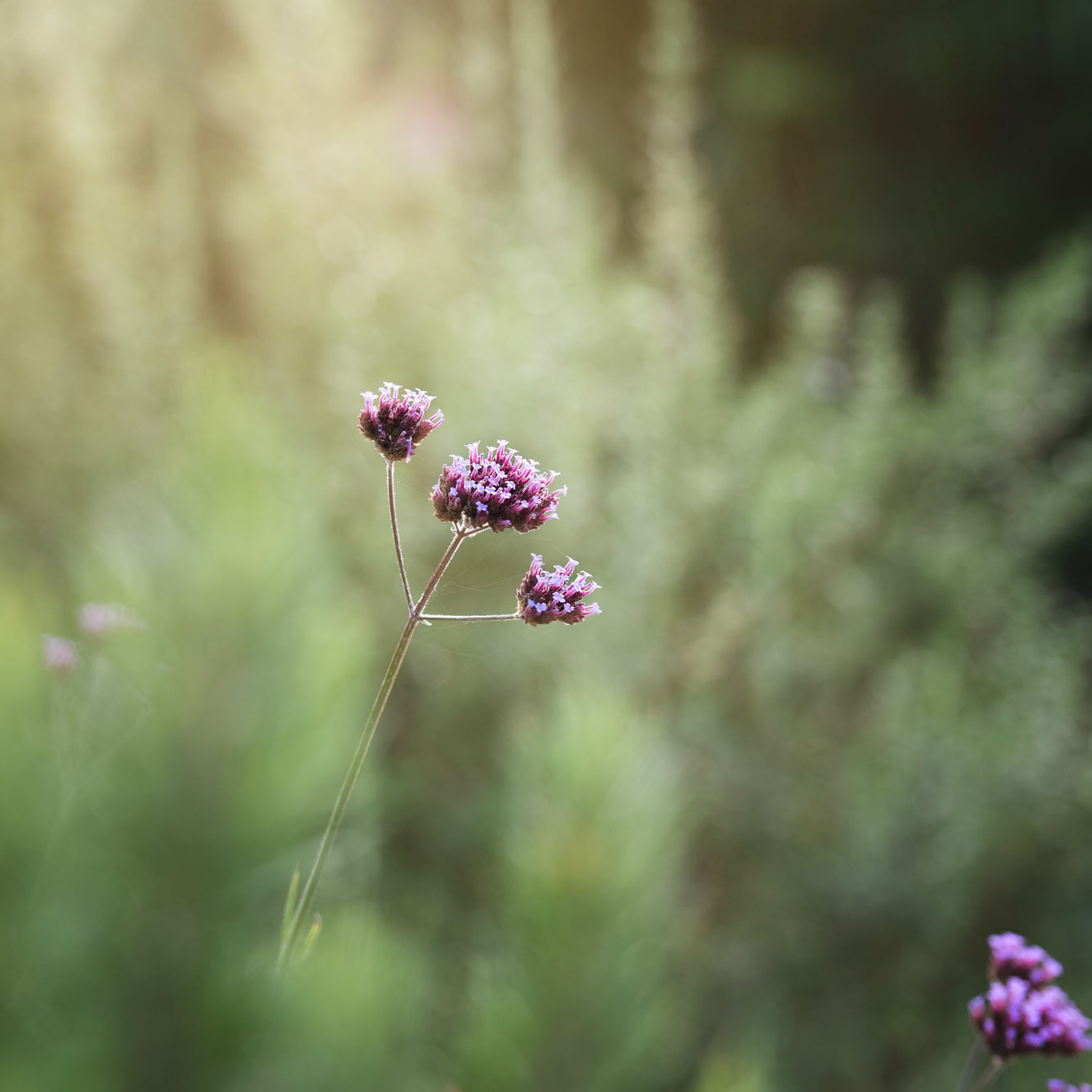 Purple flora at Jersey Zoo