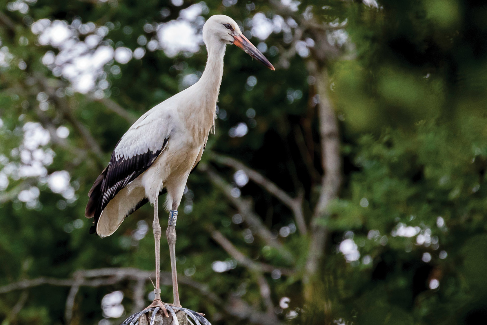 White stork perch on a fence post