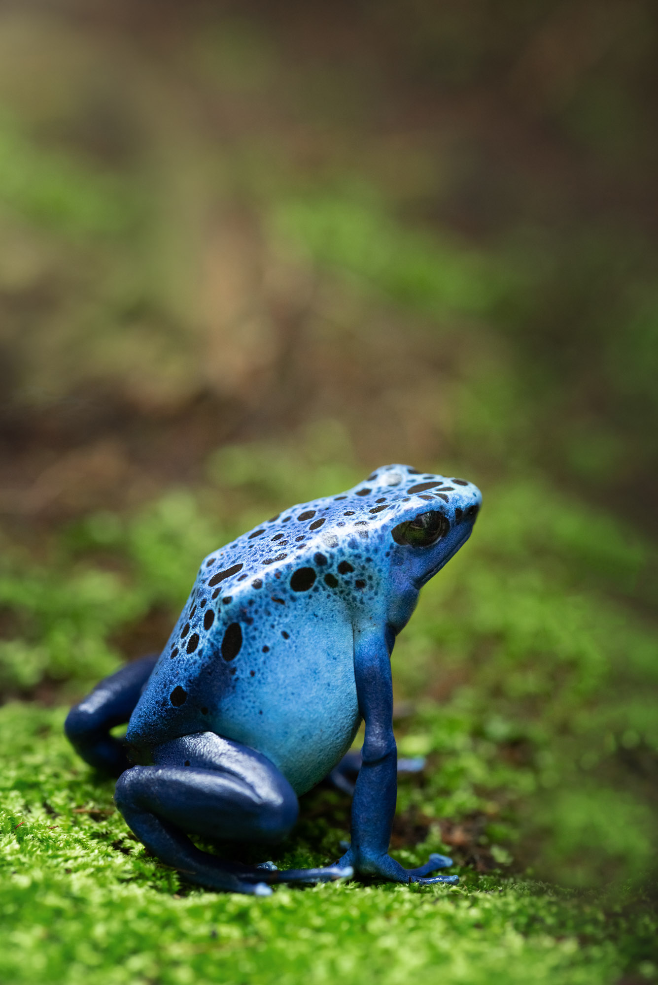 Blue Poison Frog 2021 02