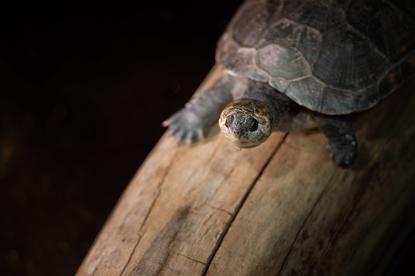 Madagascar Giant Side Necked Turtle 2021 04