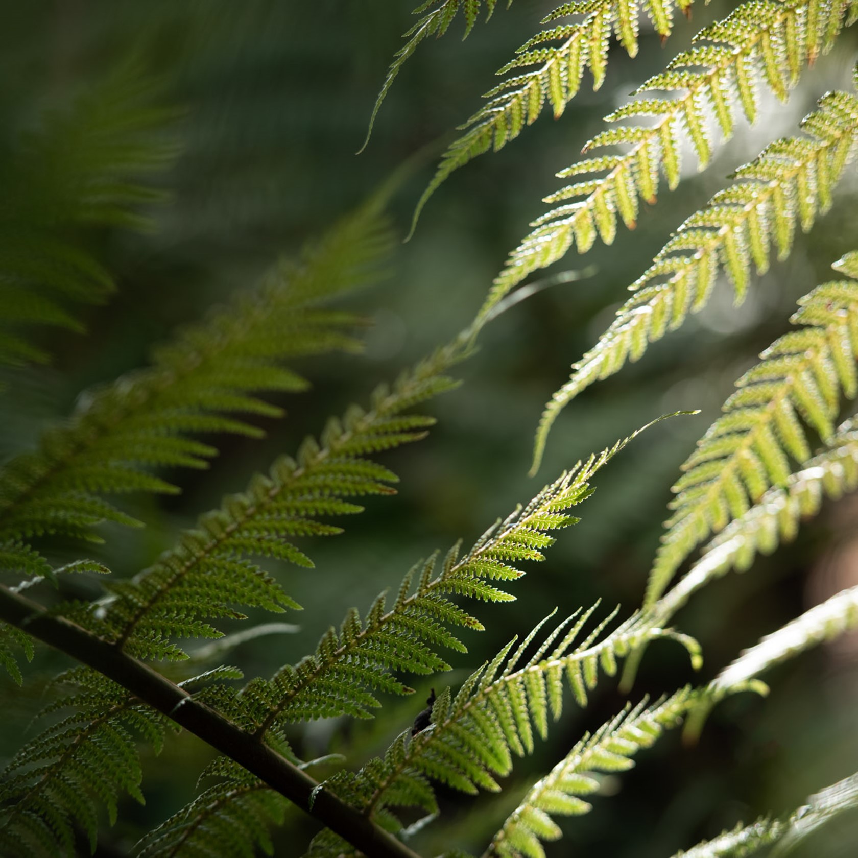 Ferns in the sunlight at Jersey Zoo