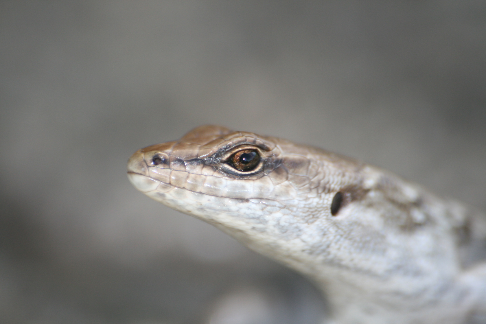 Leiolopisma Telfairii, Round Island (6)