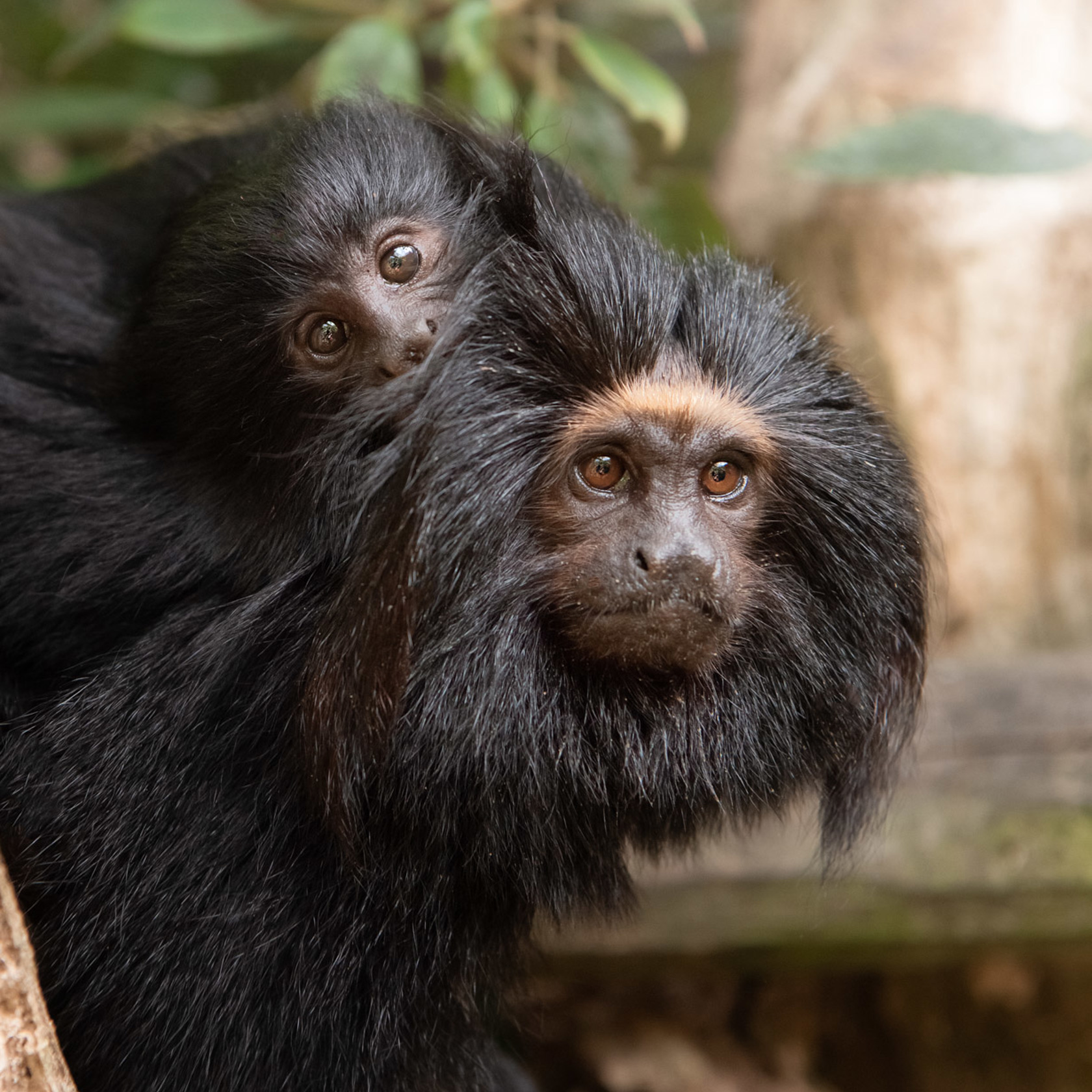 Two black lion tamarins at Jersey Zoo