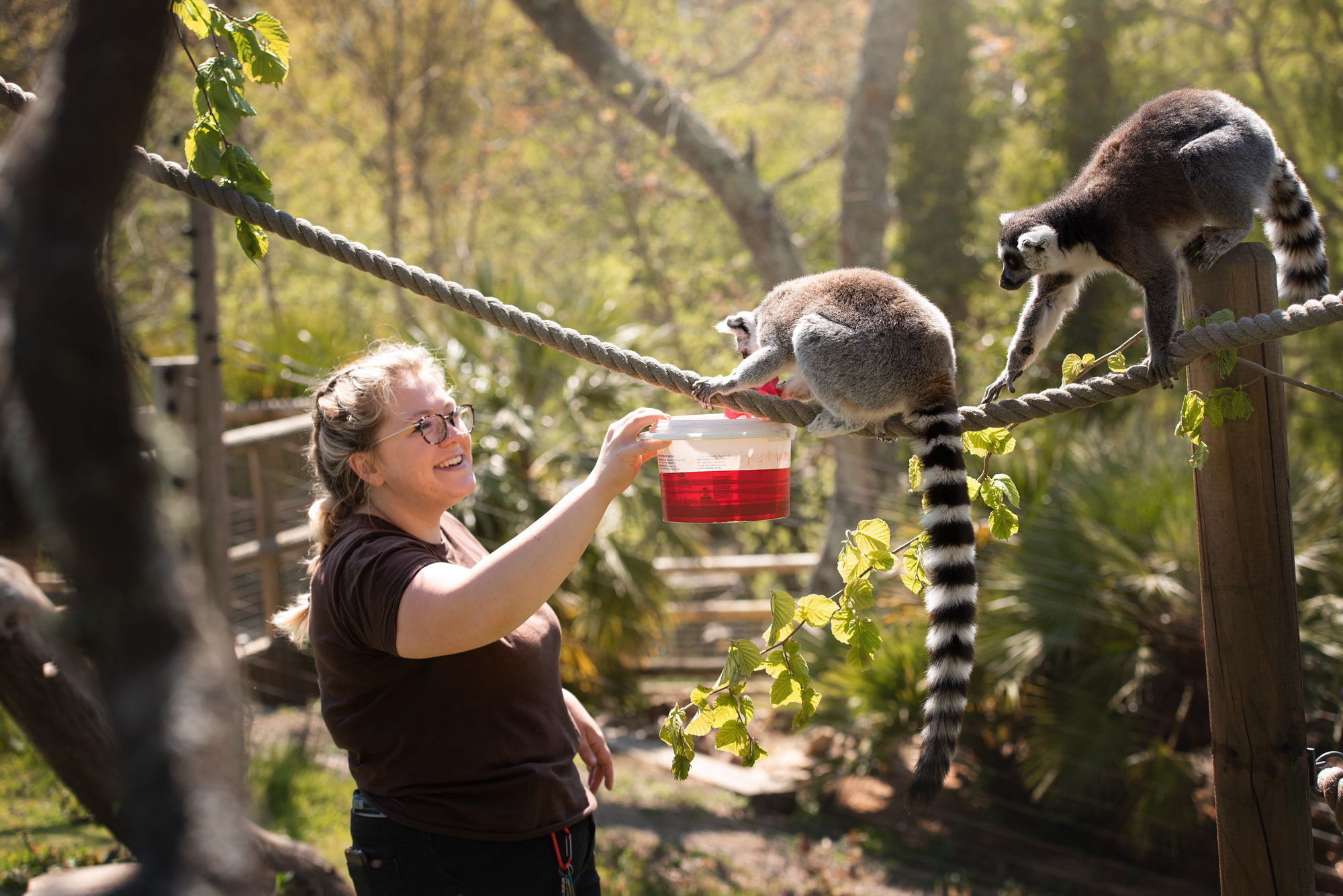 Keeper feeds lemurs at Jersey Zoo