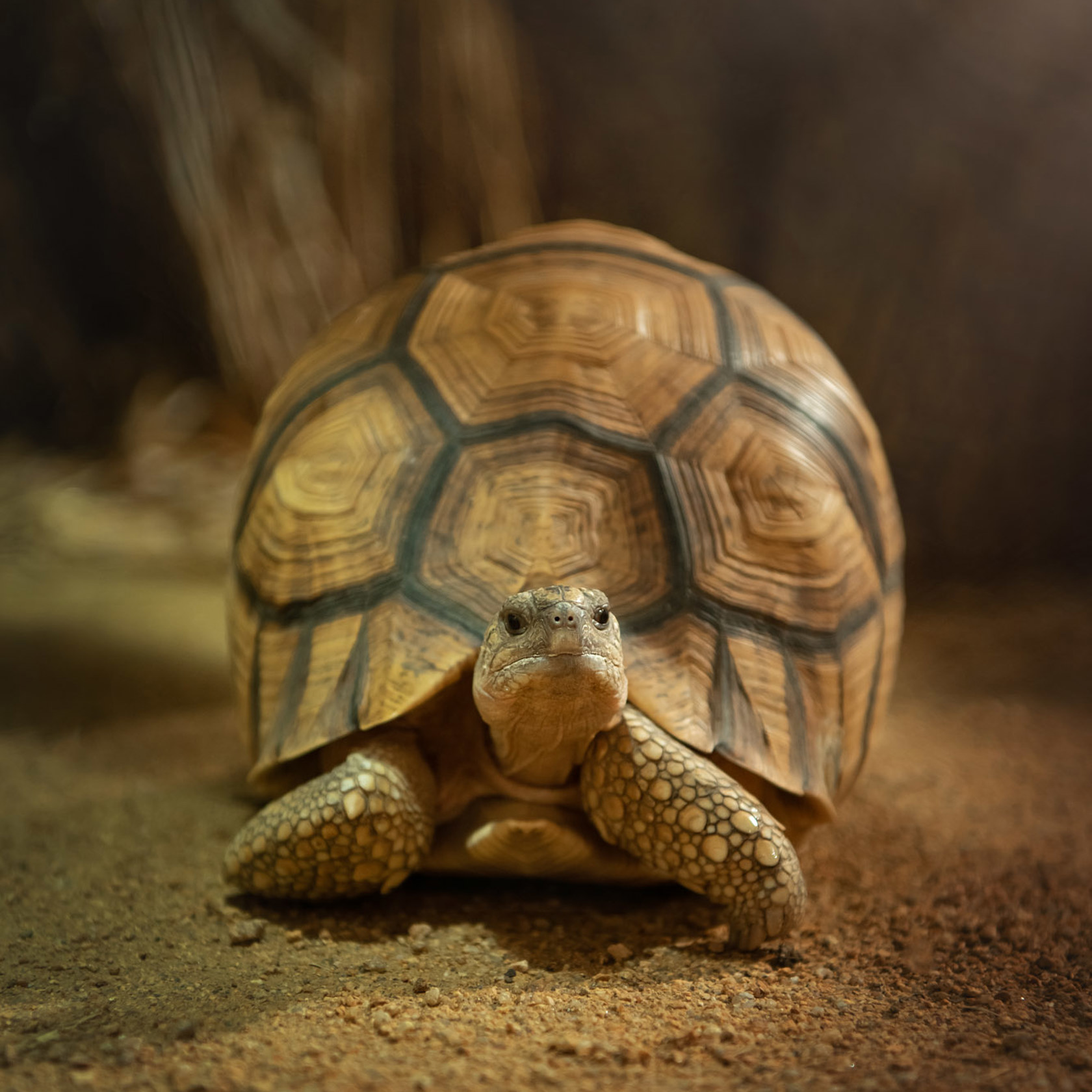 A Ploughshare Tortoise at Jersey Zoo