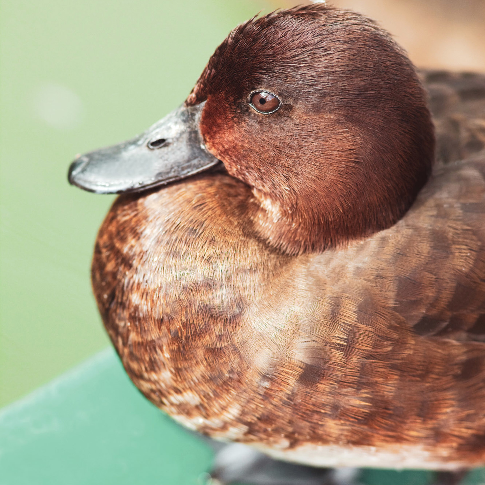 Pochard Wild Life 2020 Vol1 2015 05
